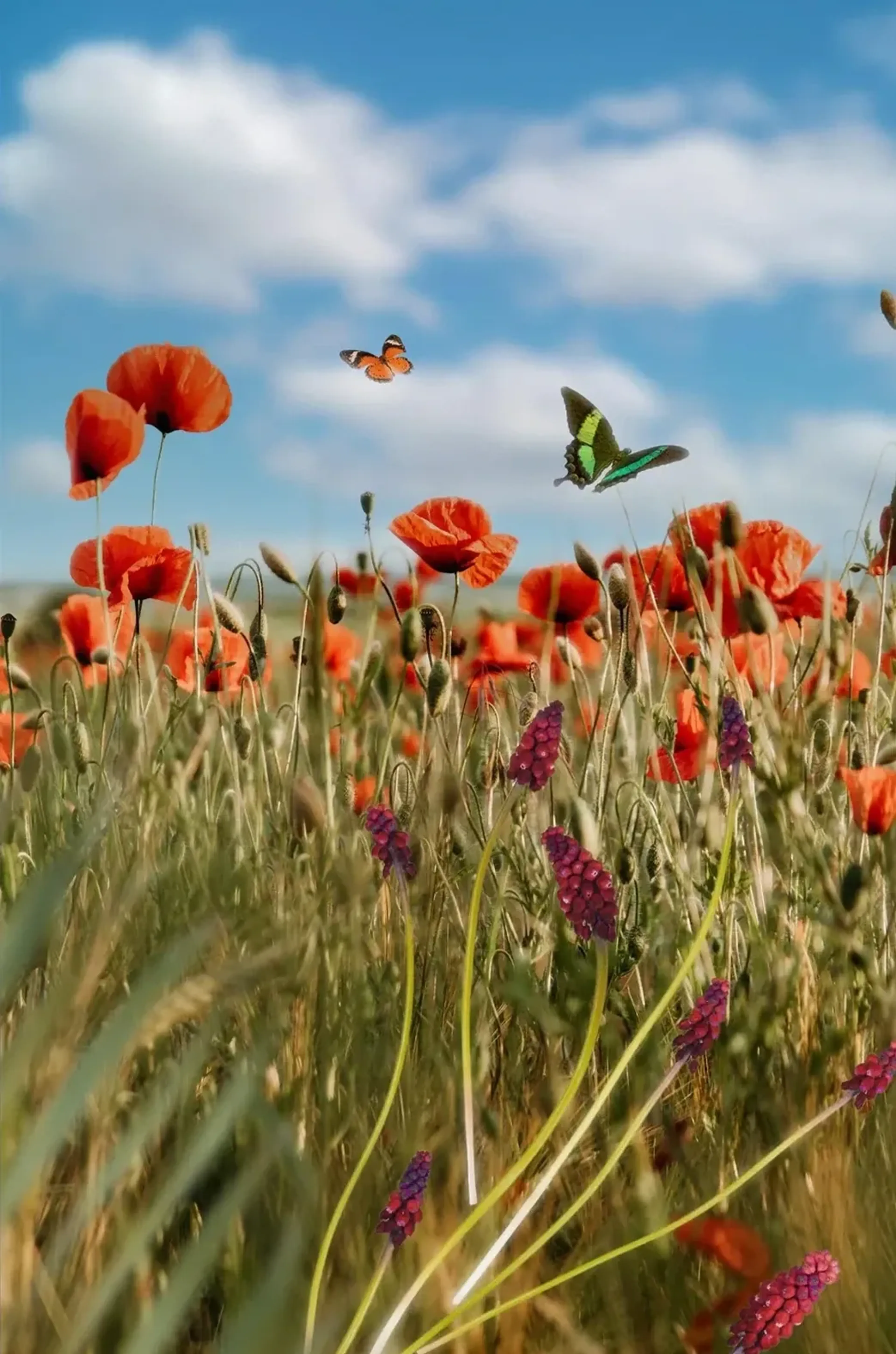 Rote Mohnblumen, Gräser und dunkelrosa Blütenähren mit zwei Schmetterlingen unter blauem Wolkenhimmel.