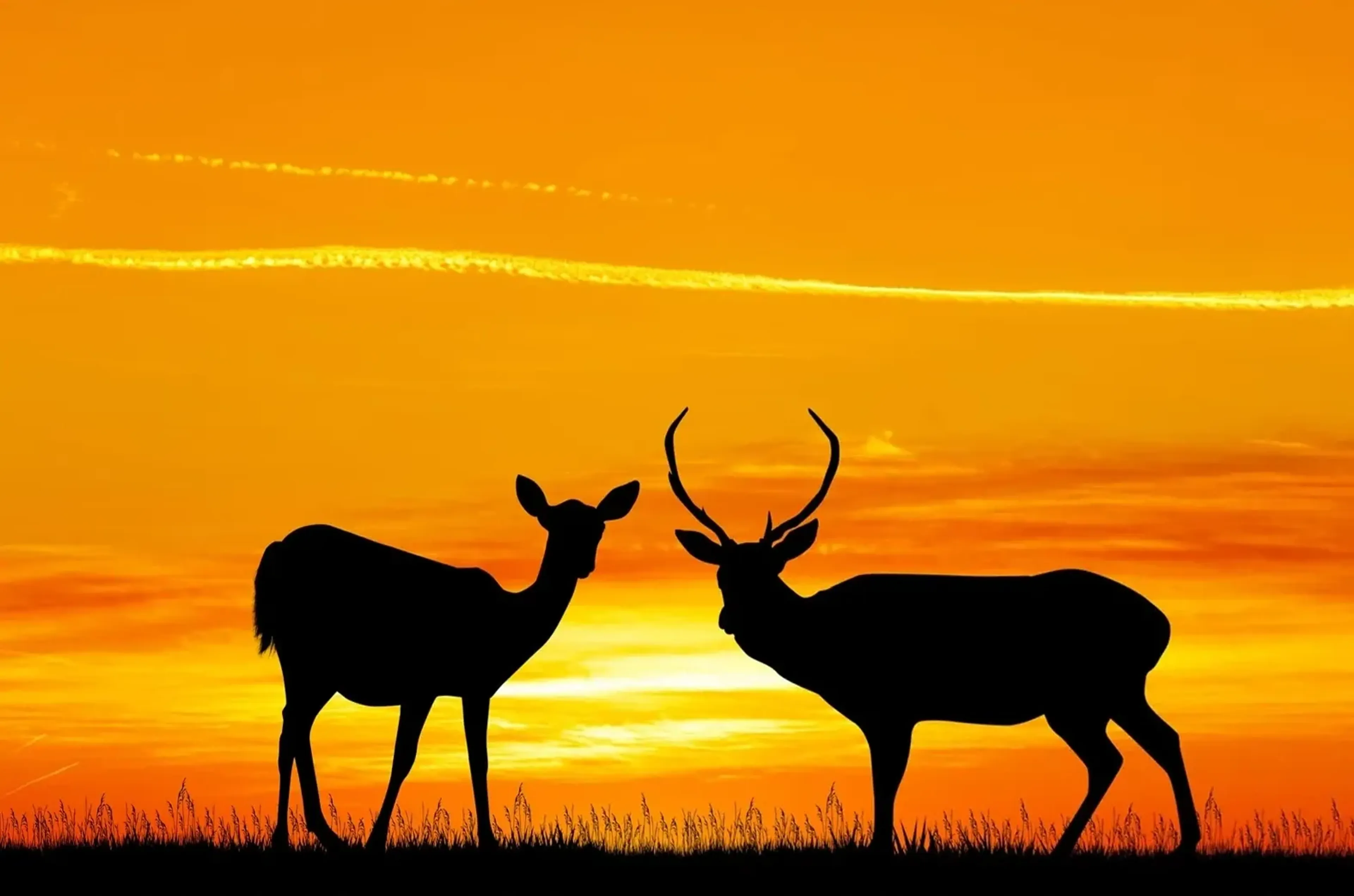 Hirsch und Hirschkuh stehen als schwarze Silhouetten auf einer Graslinie vor einem gelborangen Sonnenuntergang.