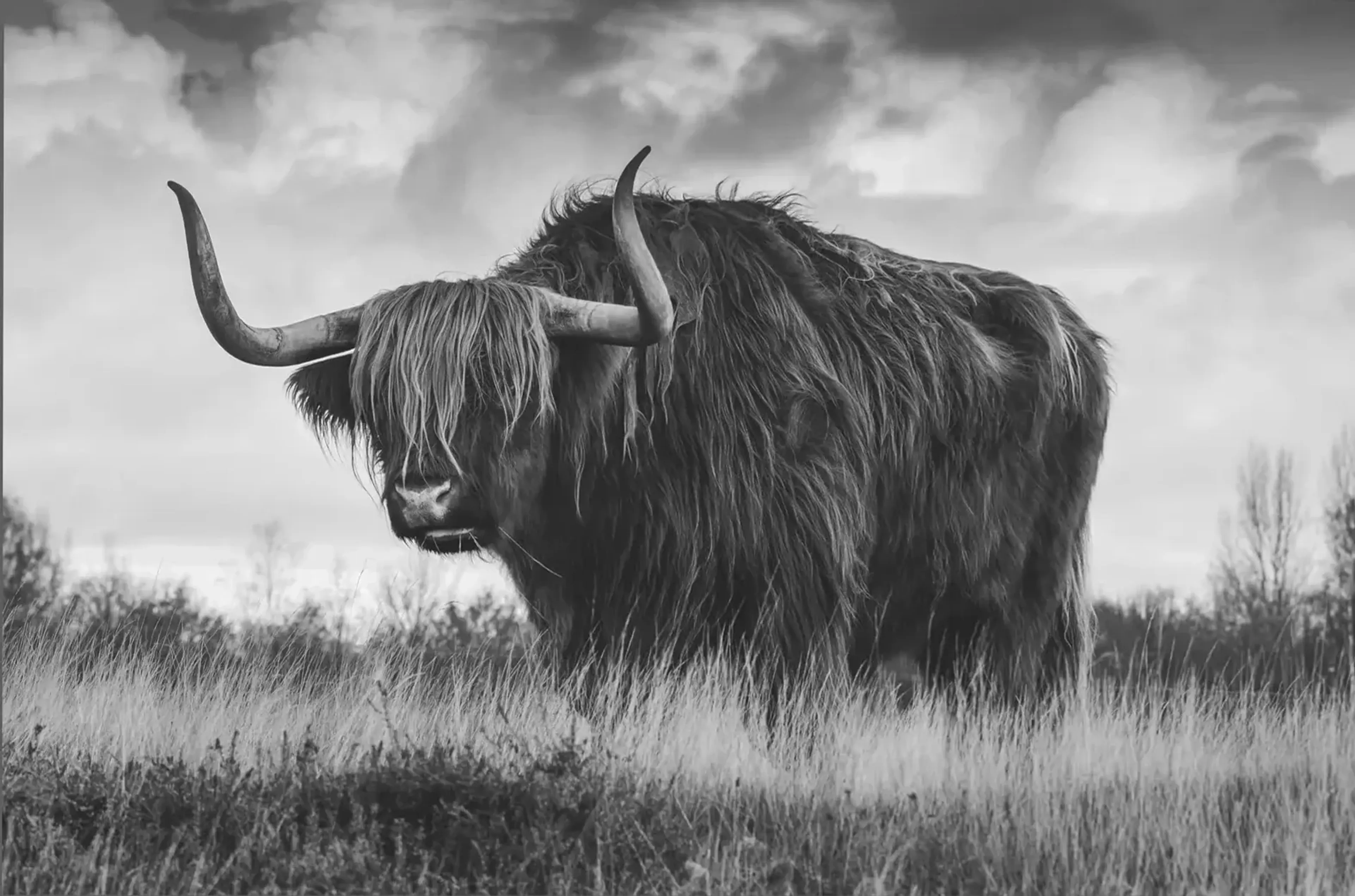 Ein langhaariges Hochlandrind mit ausladenden Hörnern steht im Gras vor wolkigem Himmel in Schwarz-Weiß.
