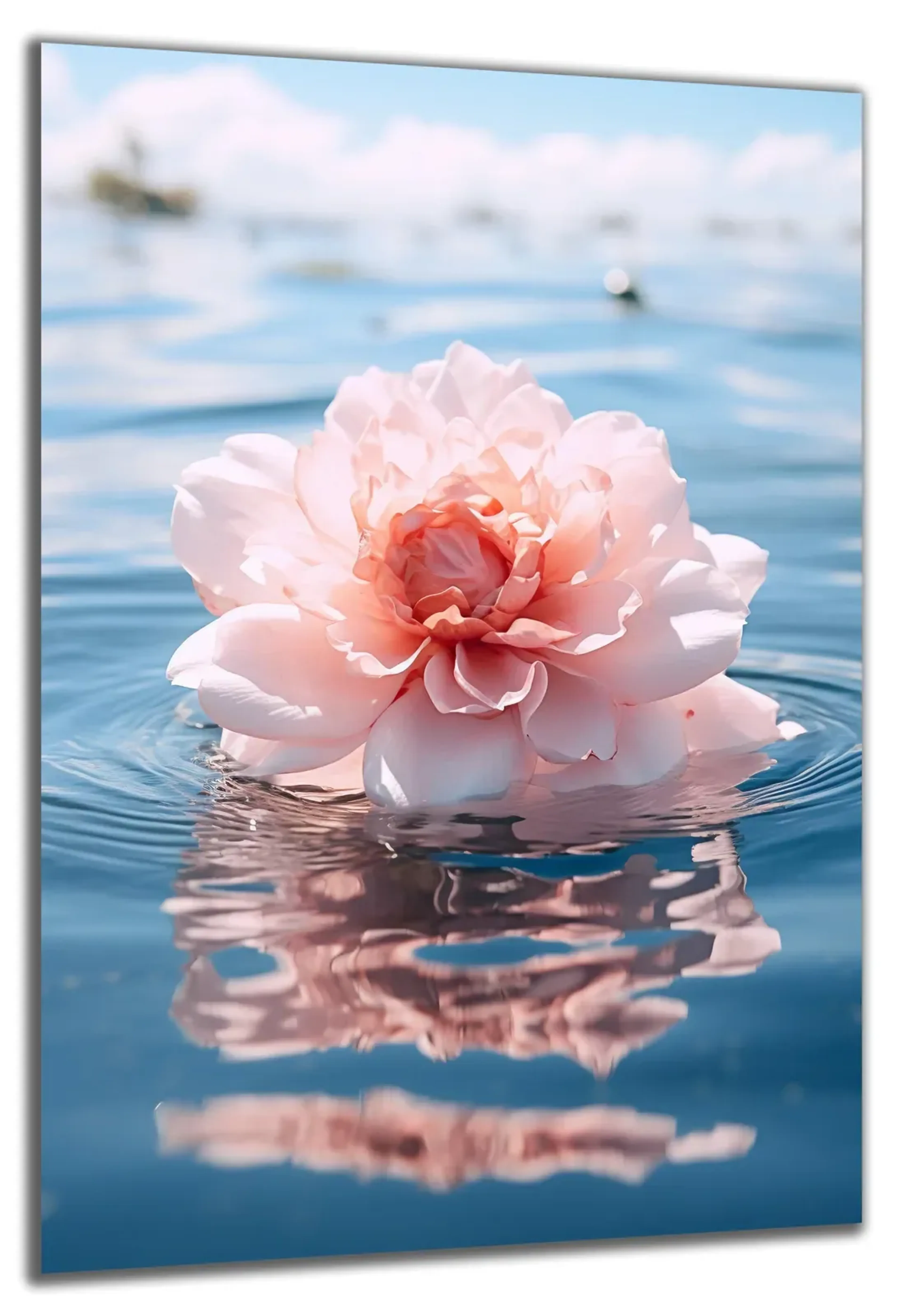 Blüte rosa im Wasser – Ansicht 5