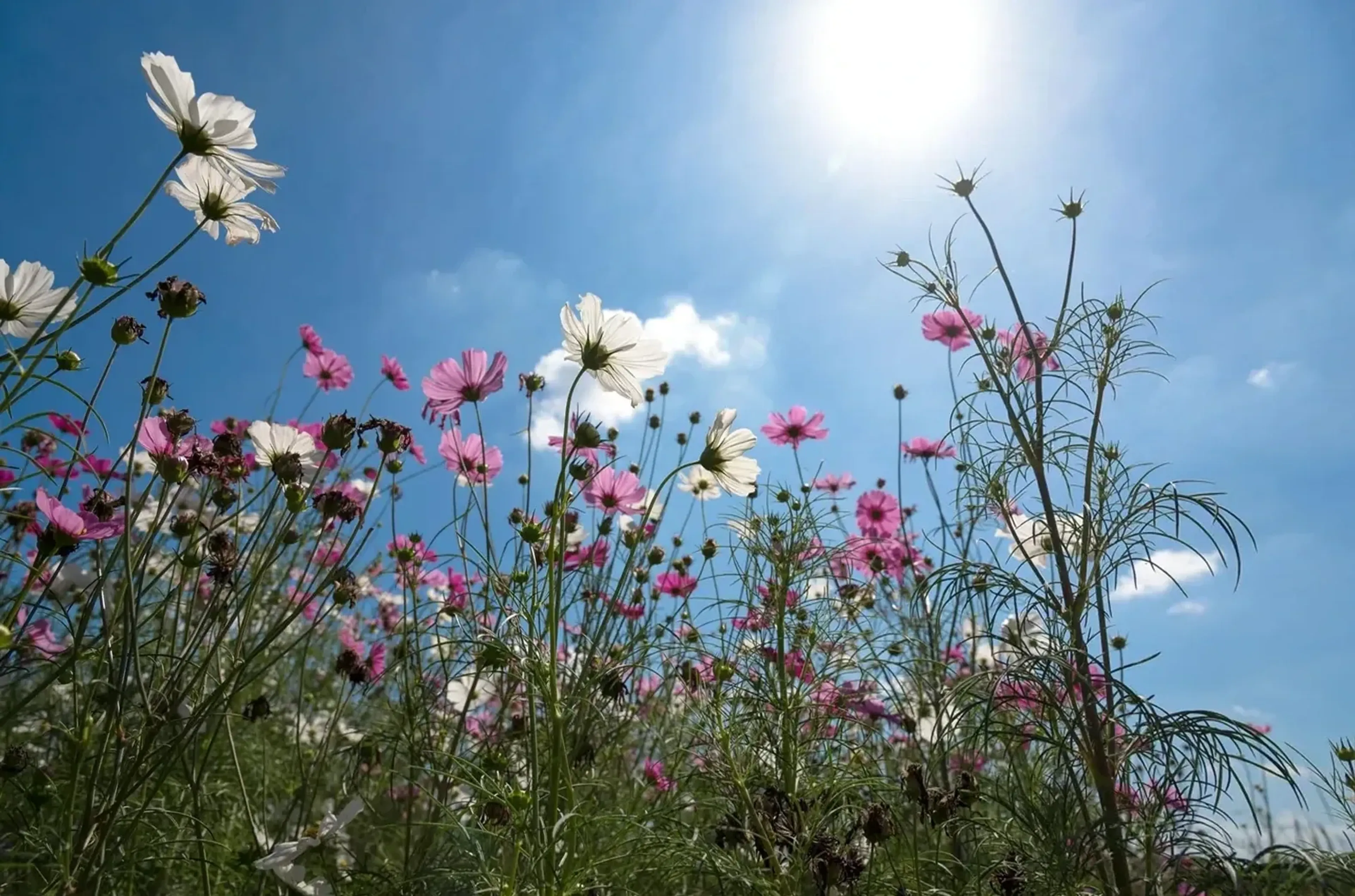 Weiße und rosa Blumen aus tiefer Perspektive vor blauem Himmel mit heller Sonne.