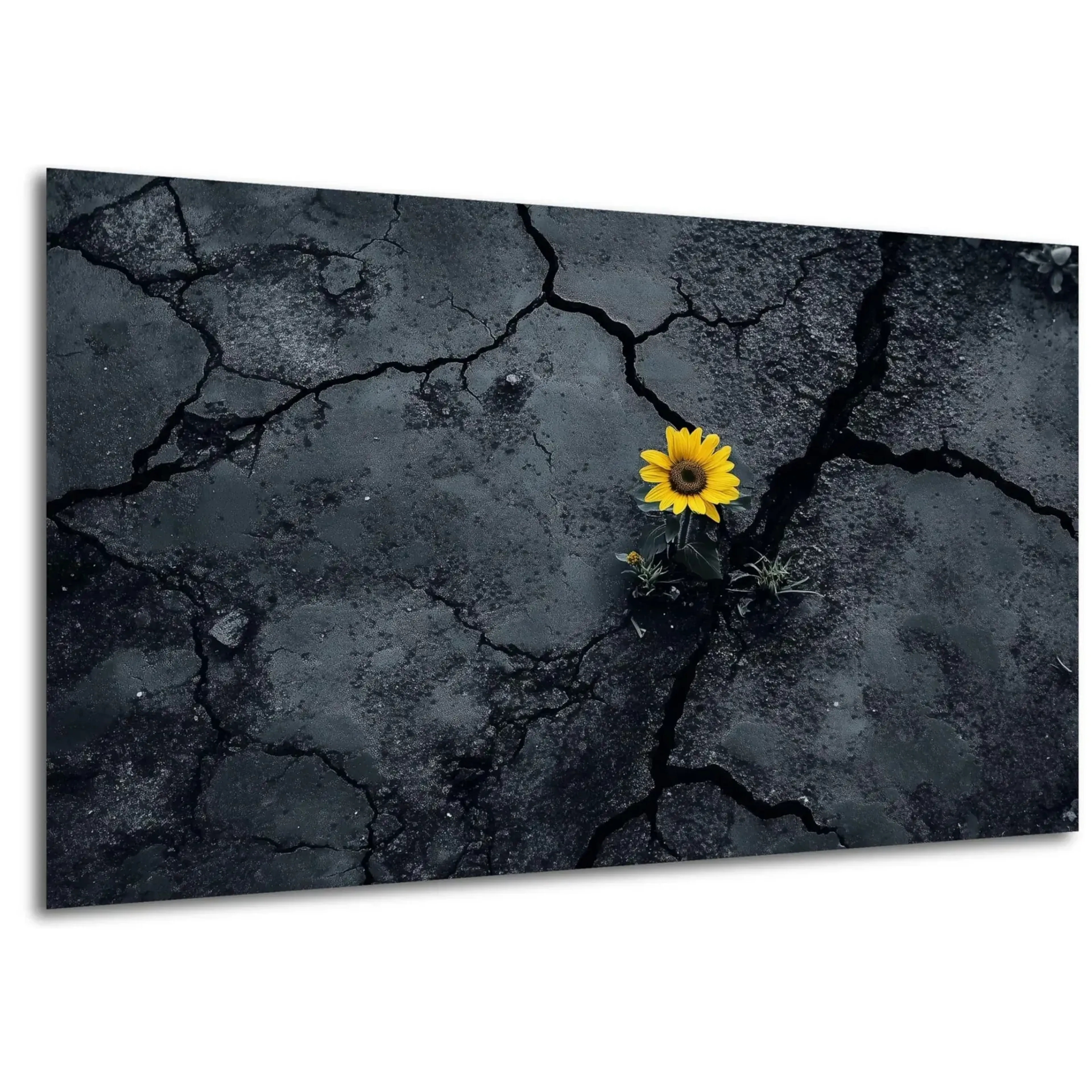 Sonnenblume zwischen Rissen – Ansicht 5
