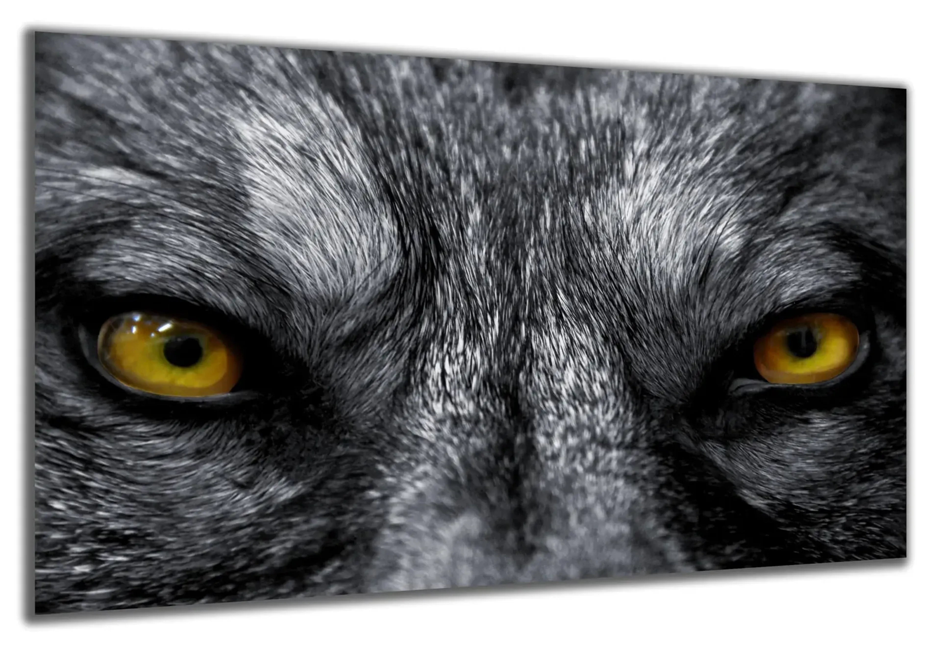 Goldener Wolfsblick – Ansicht 5