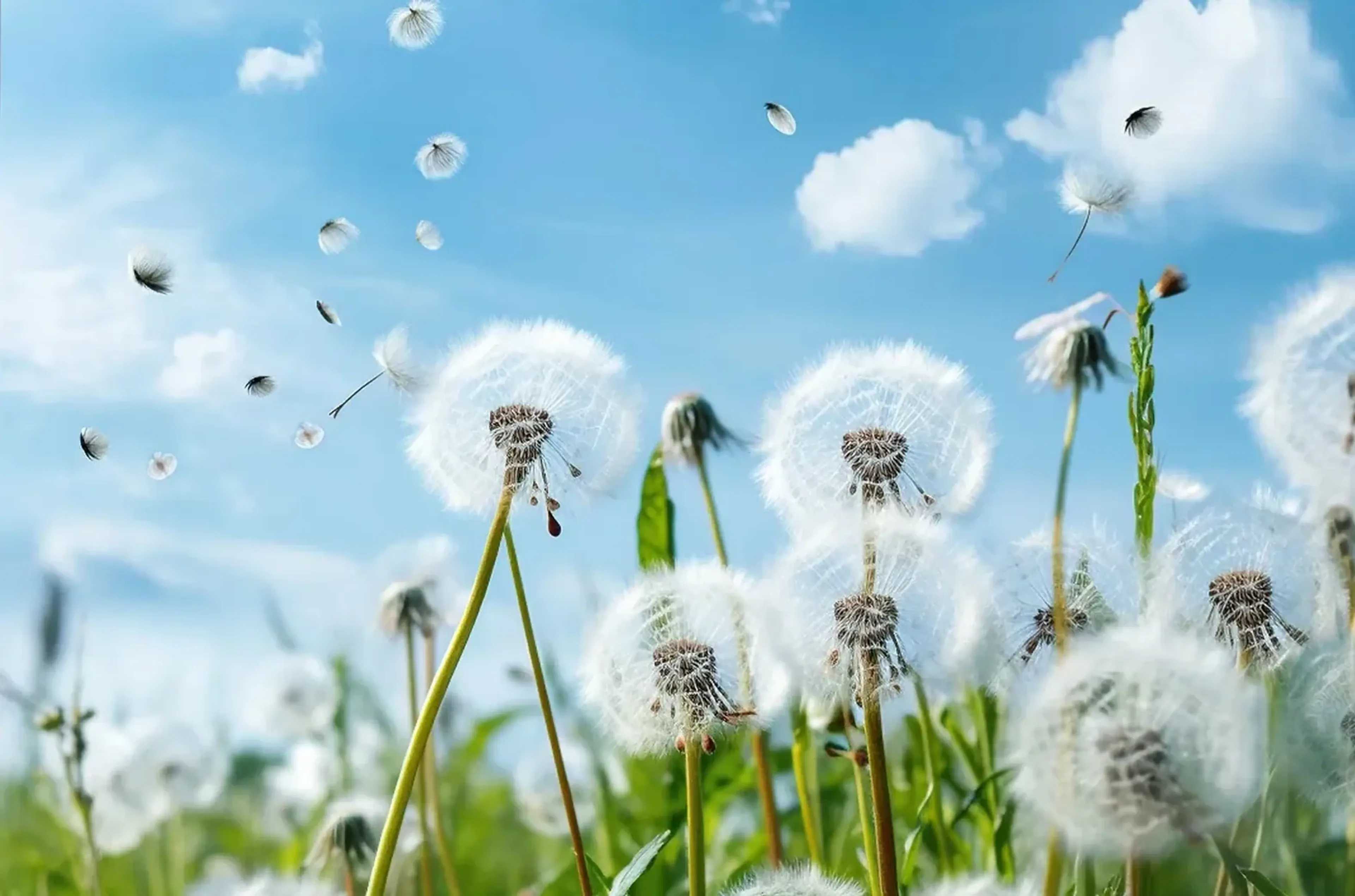 Weiße Pusteblumen mit grünen Stängeln und fliegenden Samen vor blauem Himmel mit weißen Wolken.