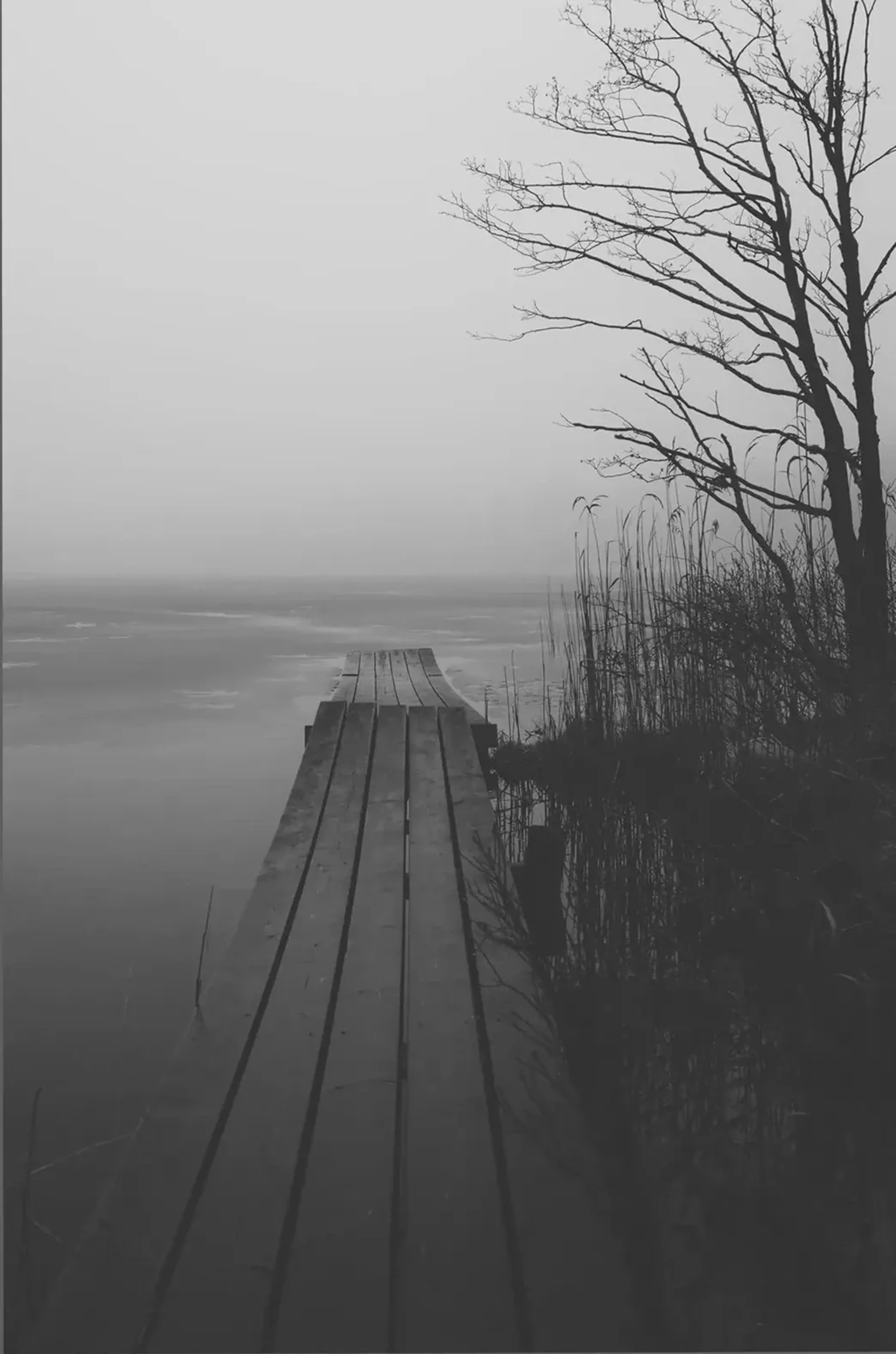 Ein Holzsteg führt ins neblige Wasser, rechts stehen Schilf und ein kahler Baum in Schwarz-Weiß.