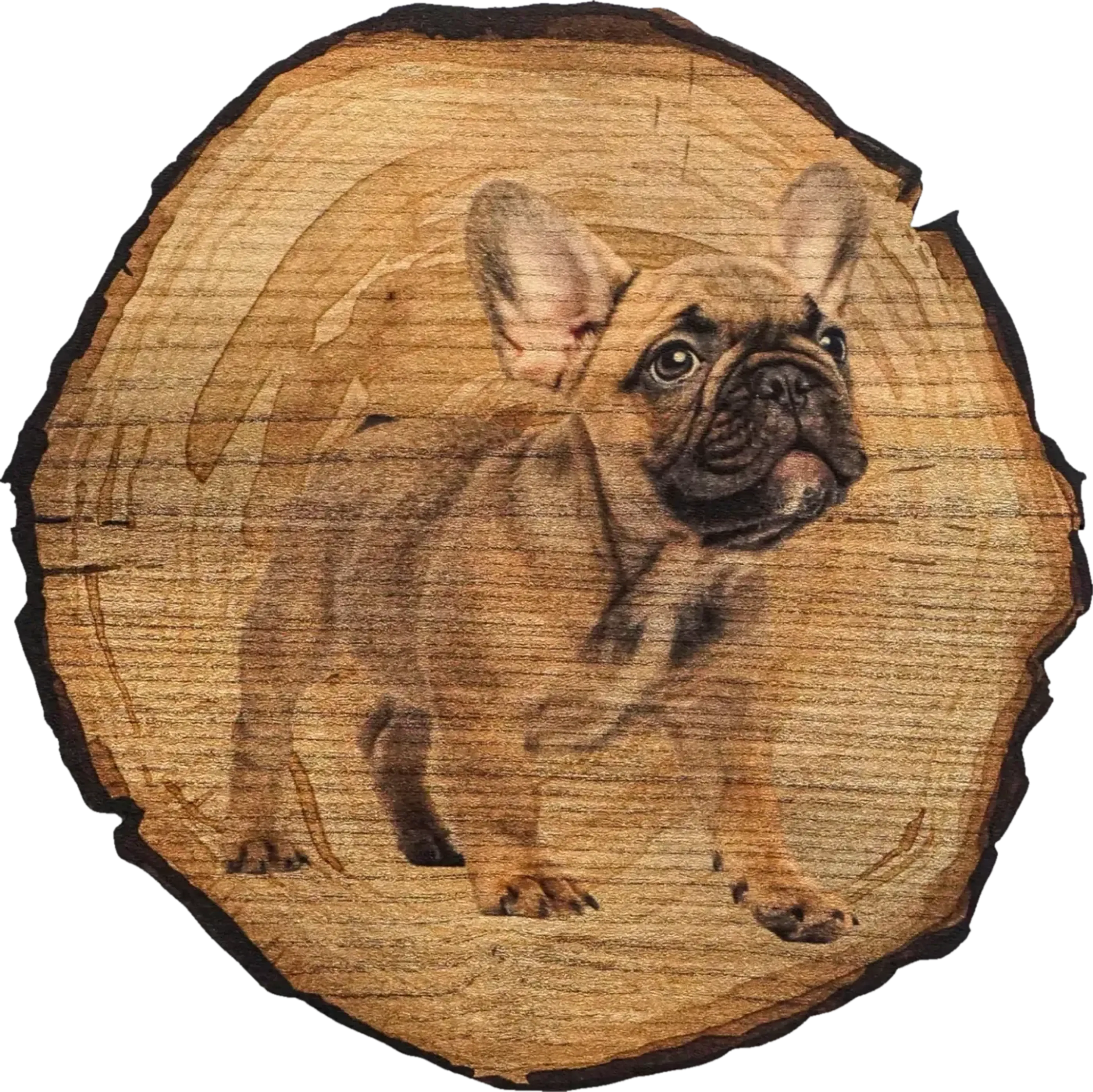 Stehende sandfarbene Französische Bulldogge mit dunkler Schnauze und aufrechten Ohren vor Baumscheibenoptik.