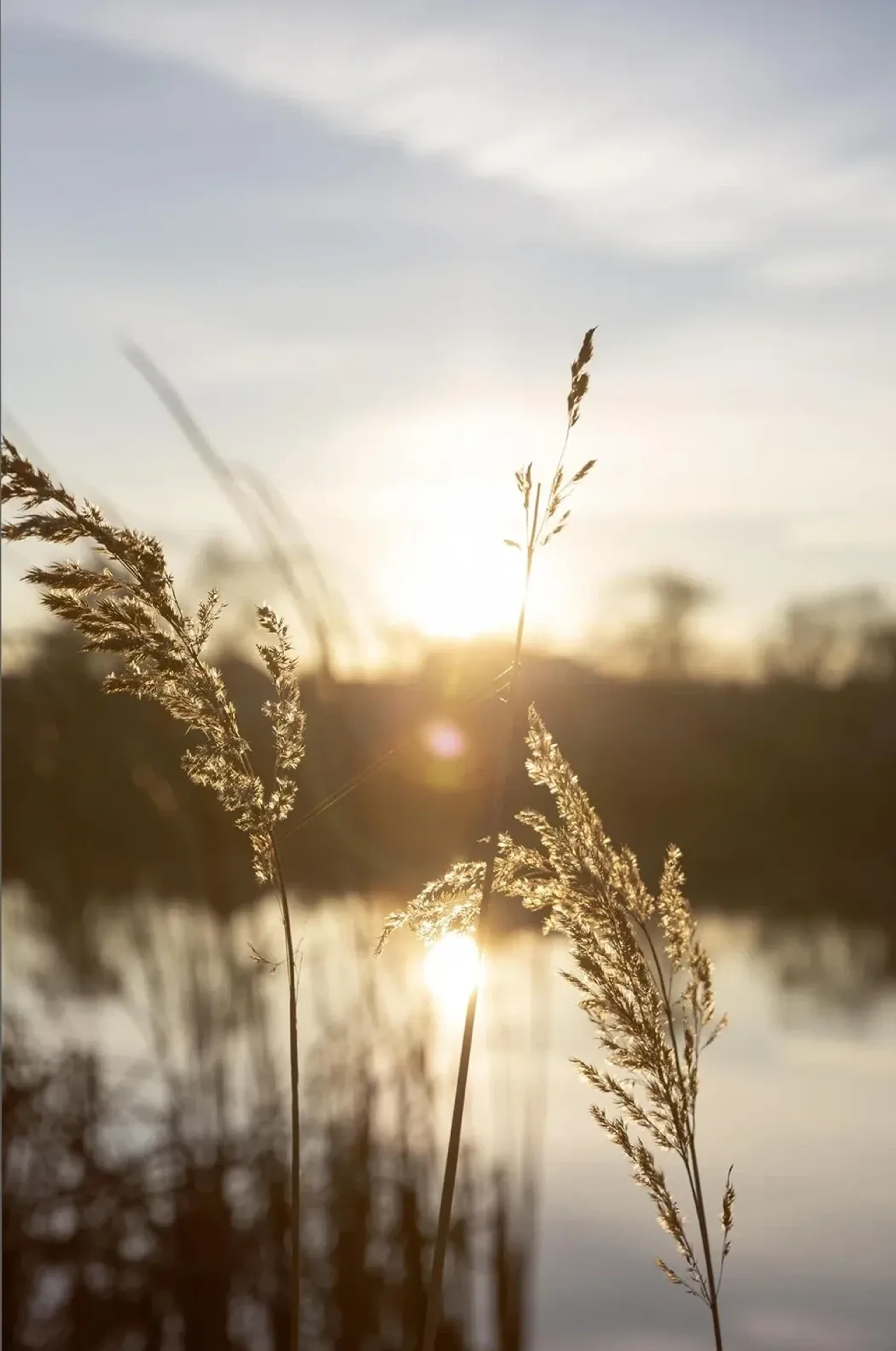 Gräser am Ufer im goldenen Licht einer tief stehenden Sonne, die sich im Wasser spiegelt.