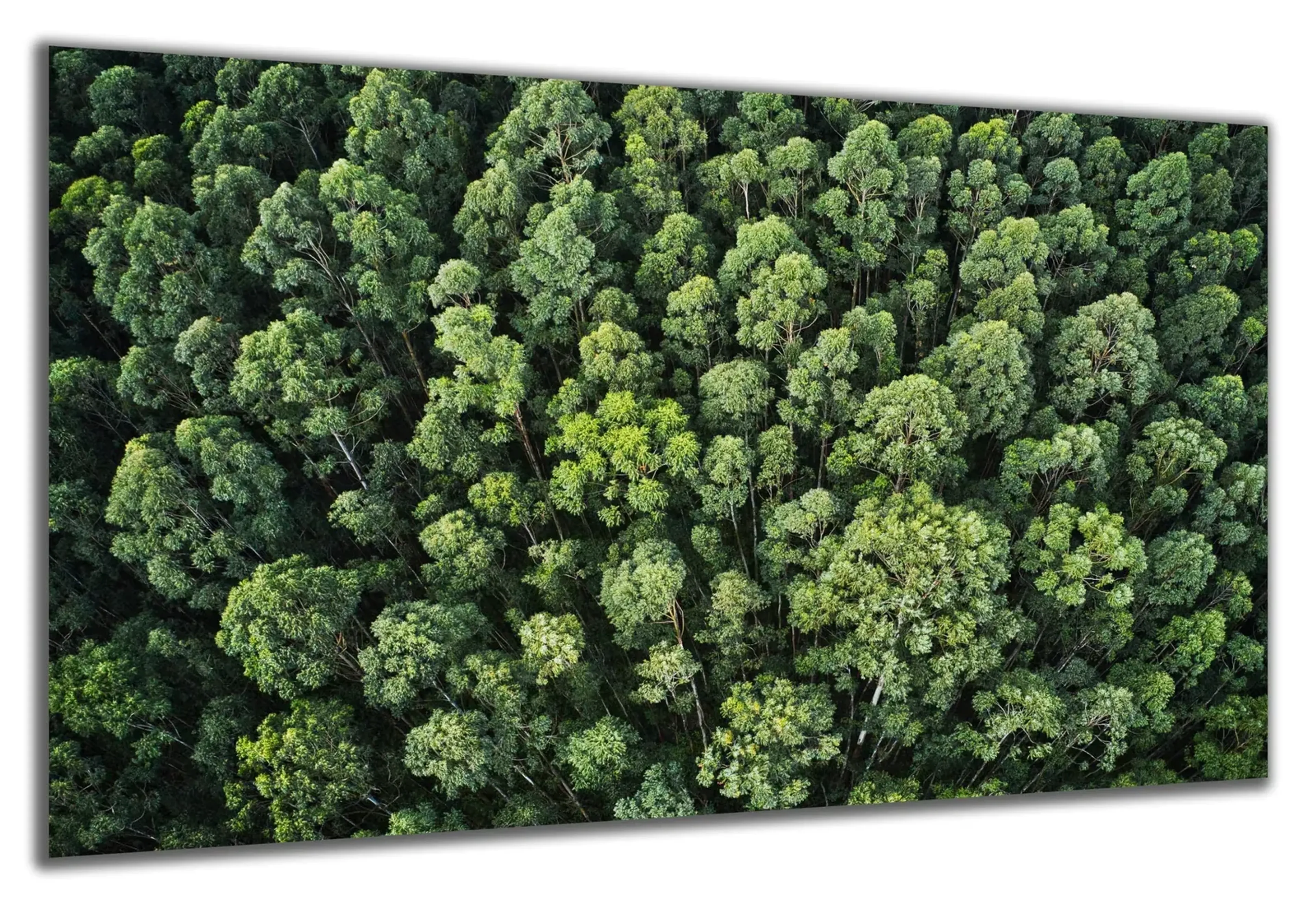 Wald von oben – Ansicht 5