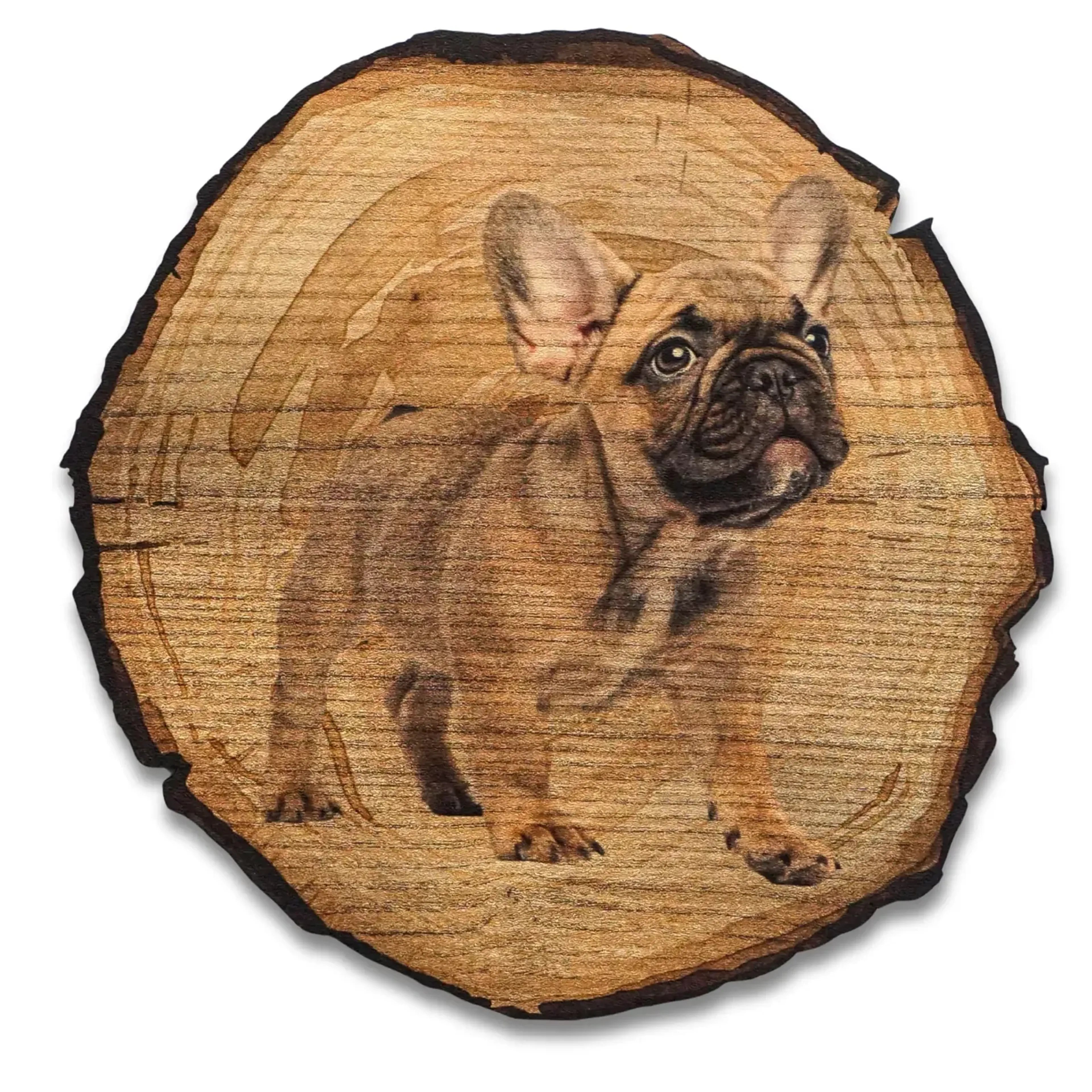 Bulldogge hell – Ansicht 5