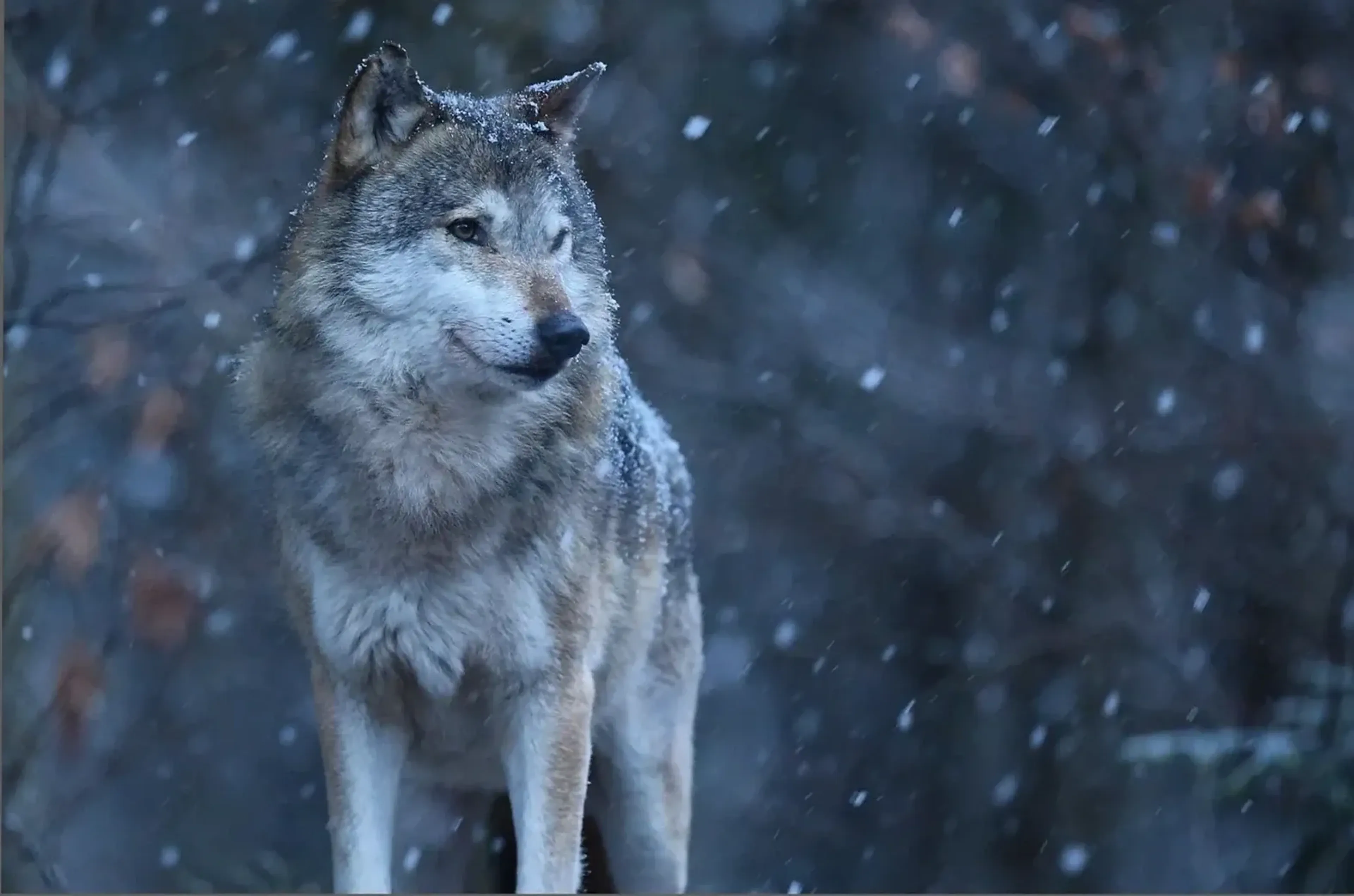 Ein grau-weißer Wolf steht im fallenden Schnee vor einem unscharfen, blaugrauen Wald.
