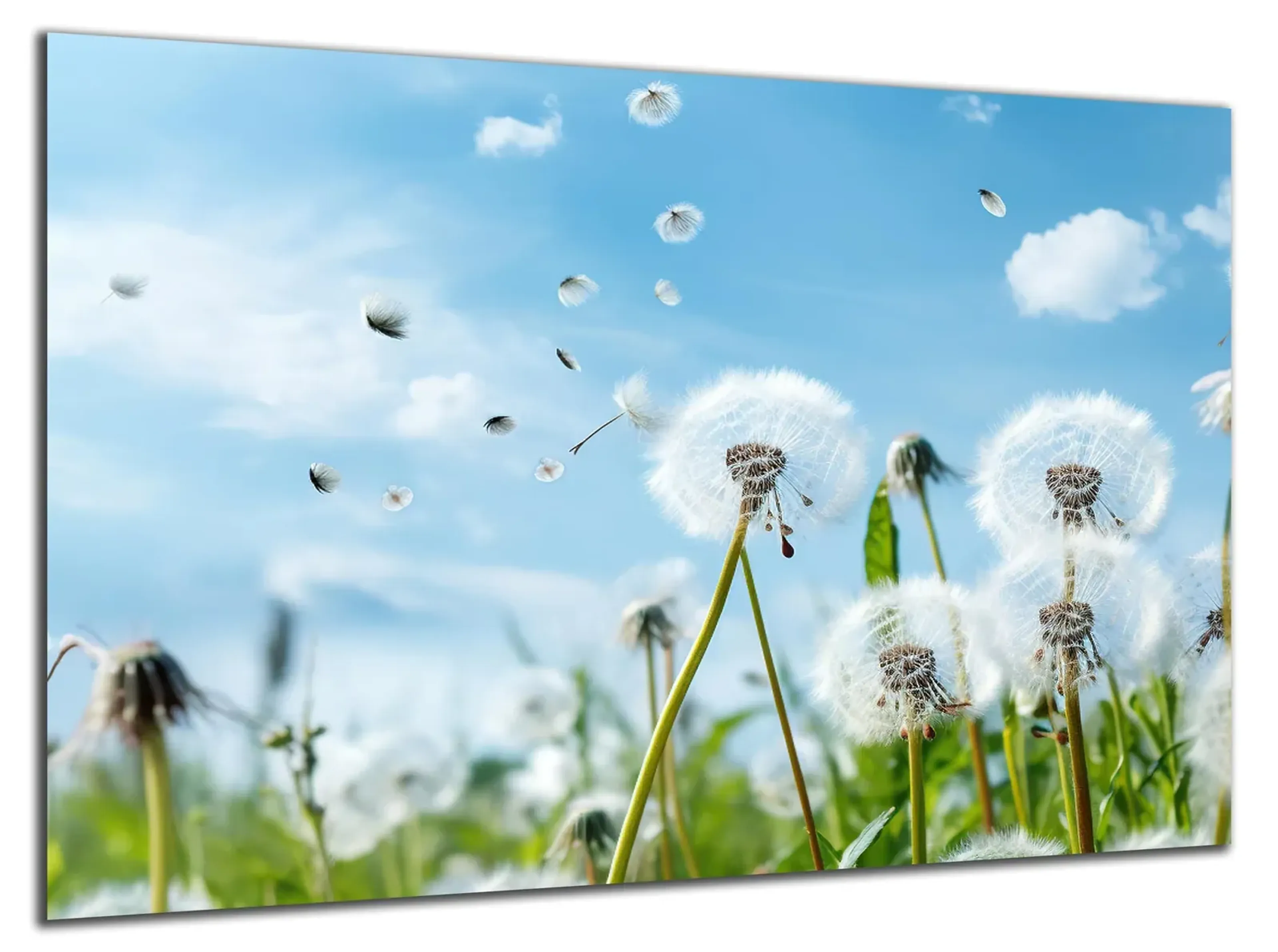 Pusteblumen im Wind – Ansicht 5