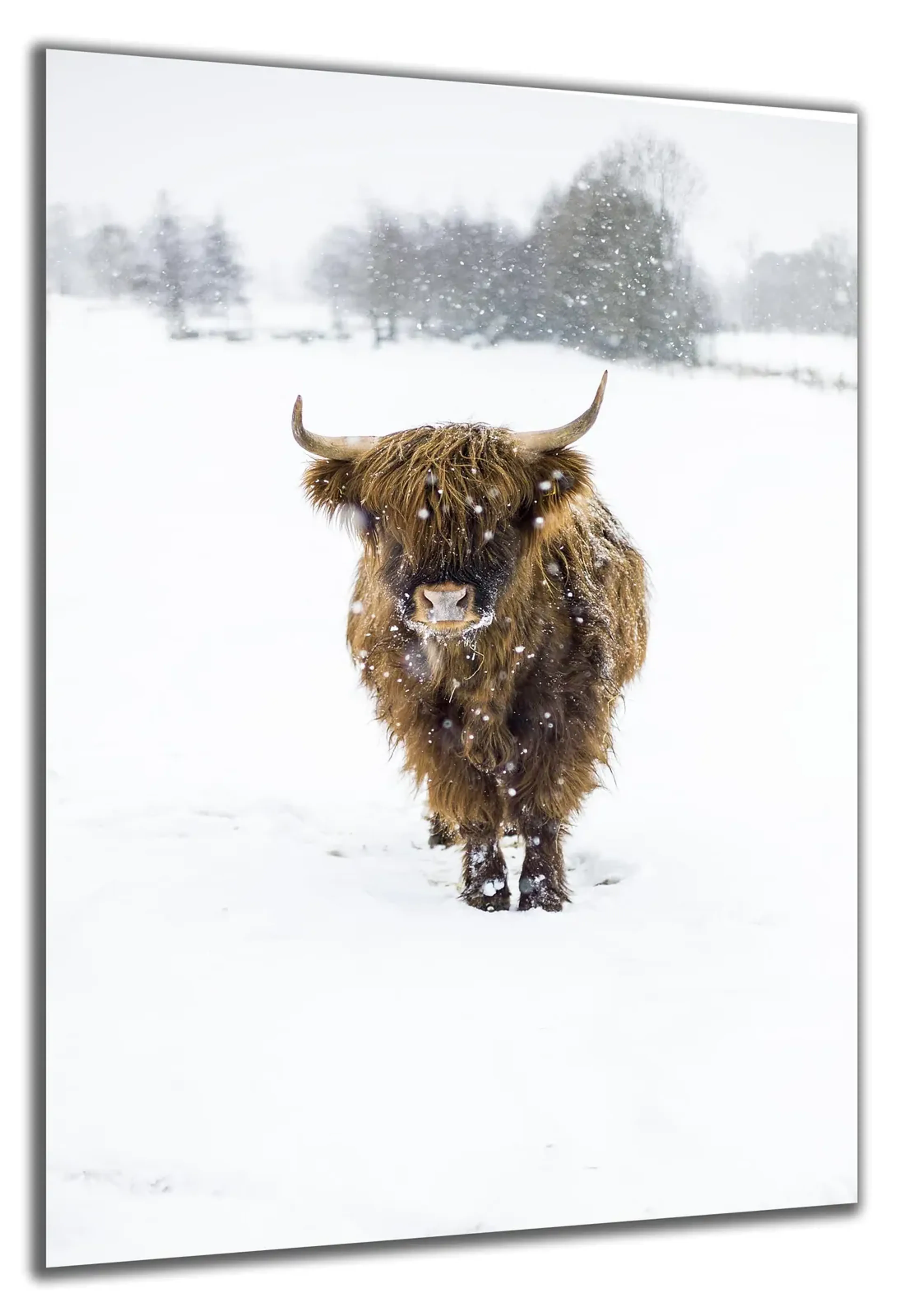 Rind im Schnee – Ansicht 5