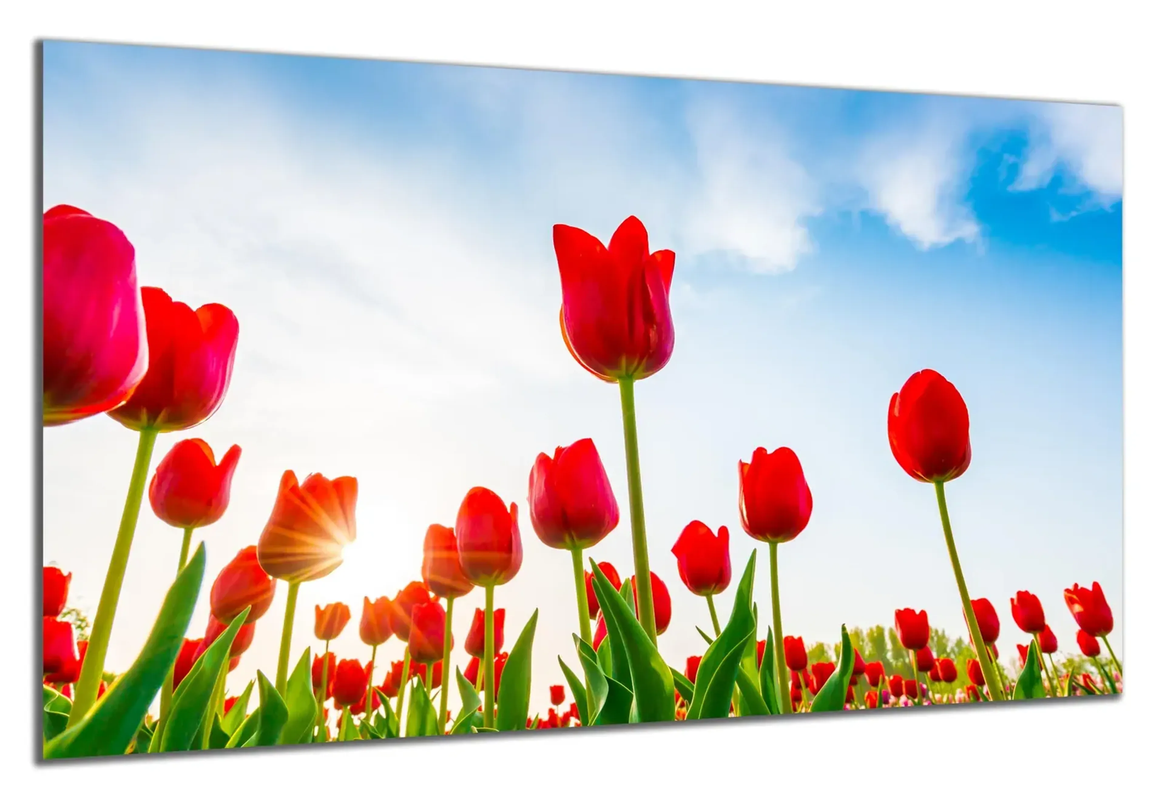 Rote Tulpen im Sonnenlicht – Ansicht 5