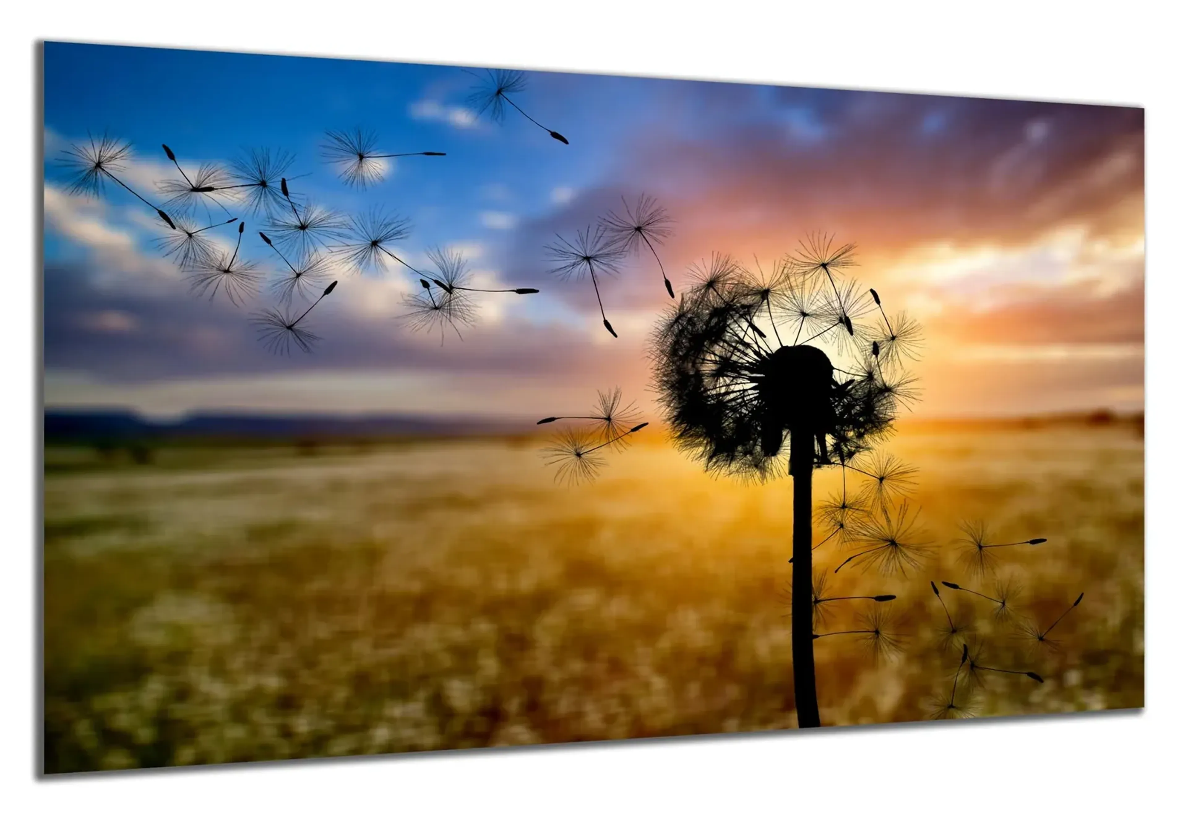Pusteblume im Abendlicht – Ansicht 5
