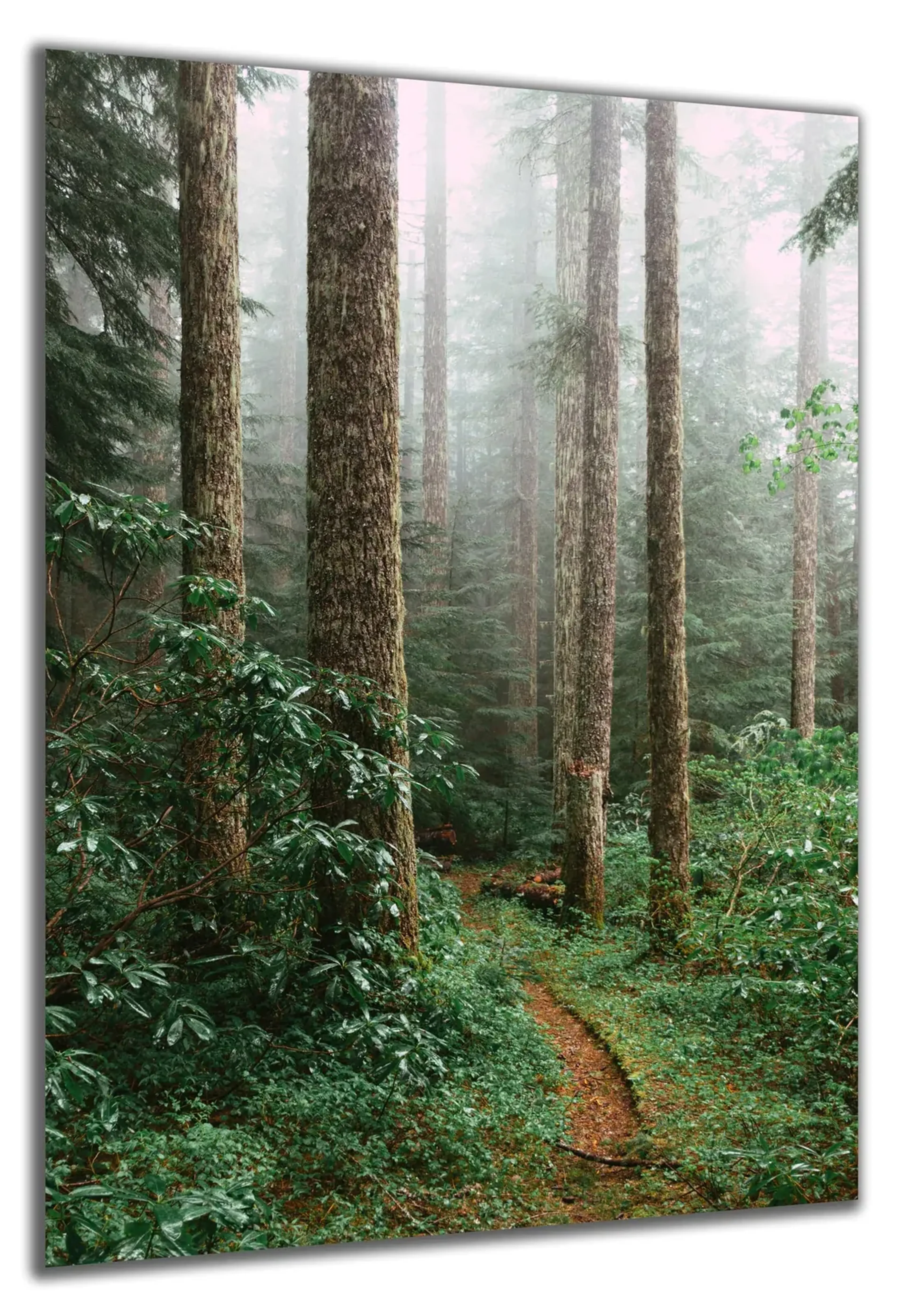 Waldpfad im Nebel – Ansicht 5