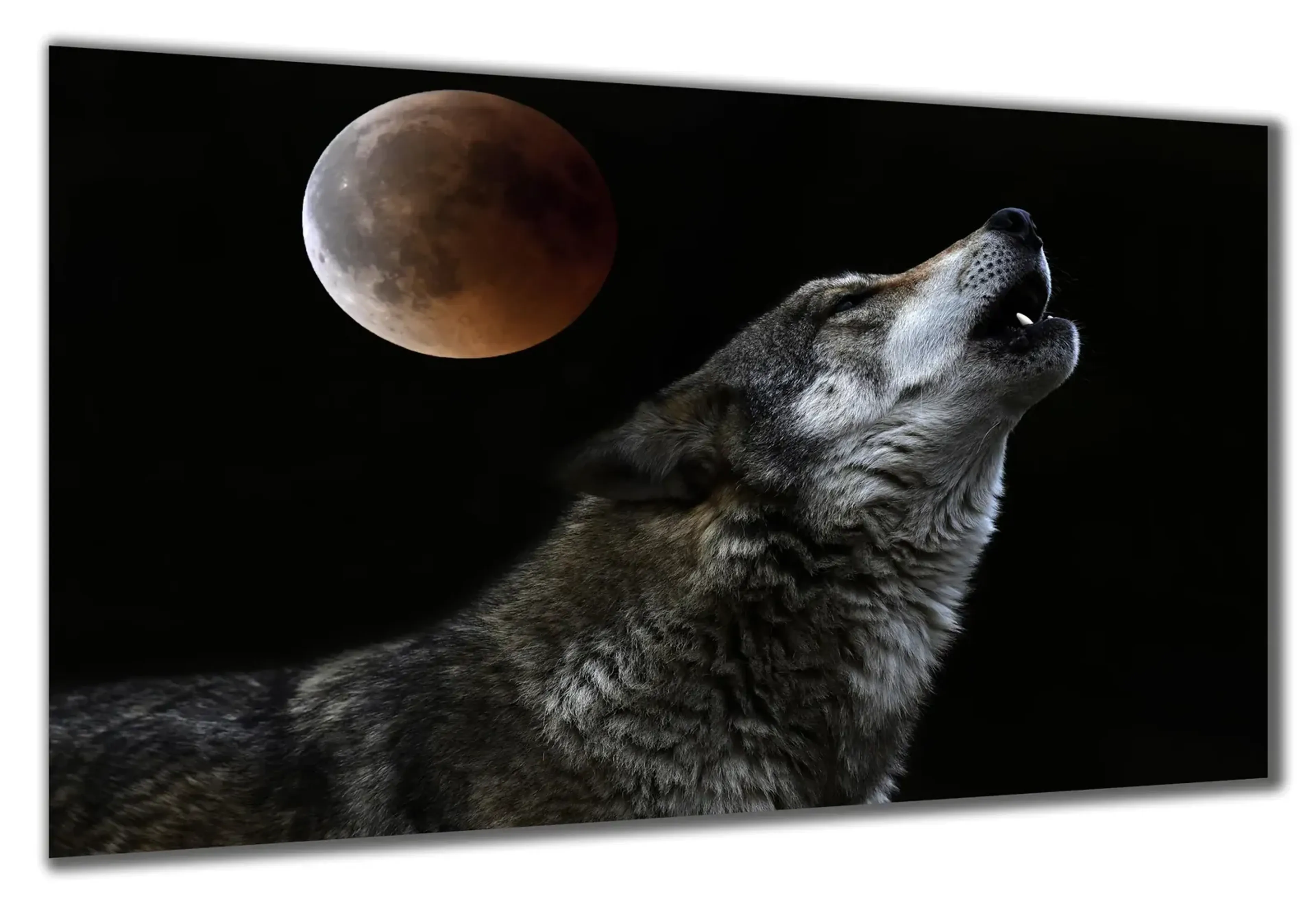 Wolf heult – Ansicht 5