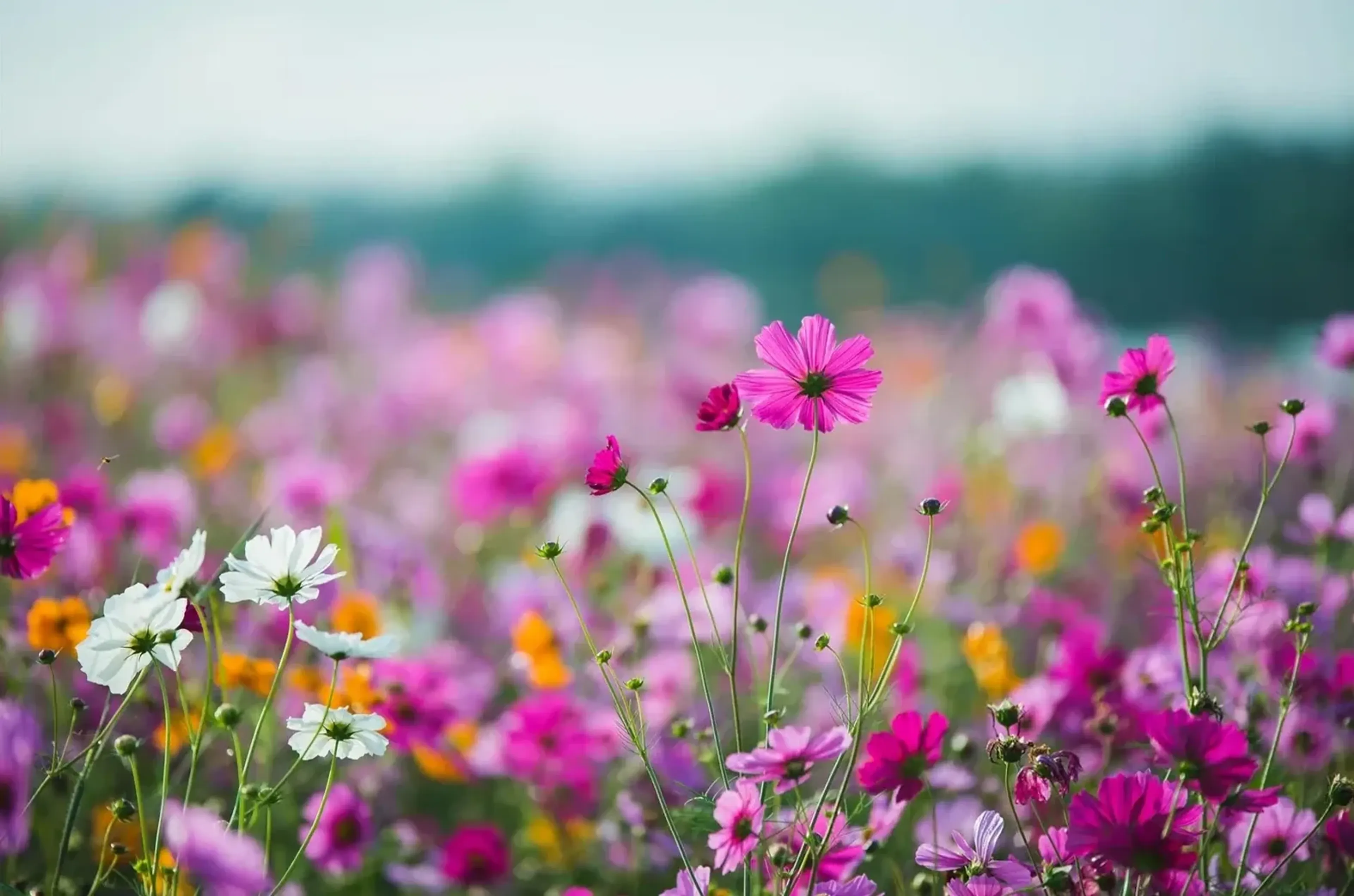 Pinke, weiße und orangefarbene Wiesenblumen stehen vor einem weich verschwommenen Blütenmeer.