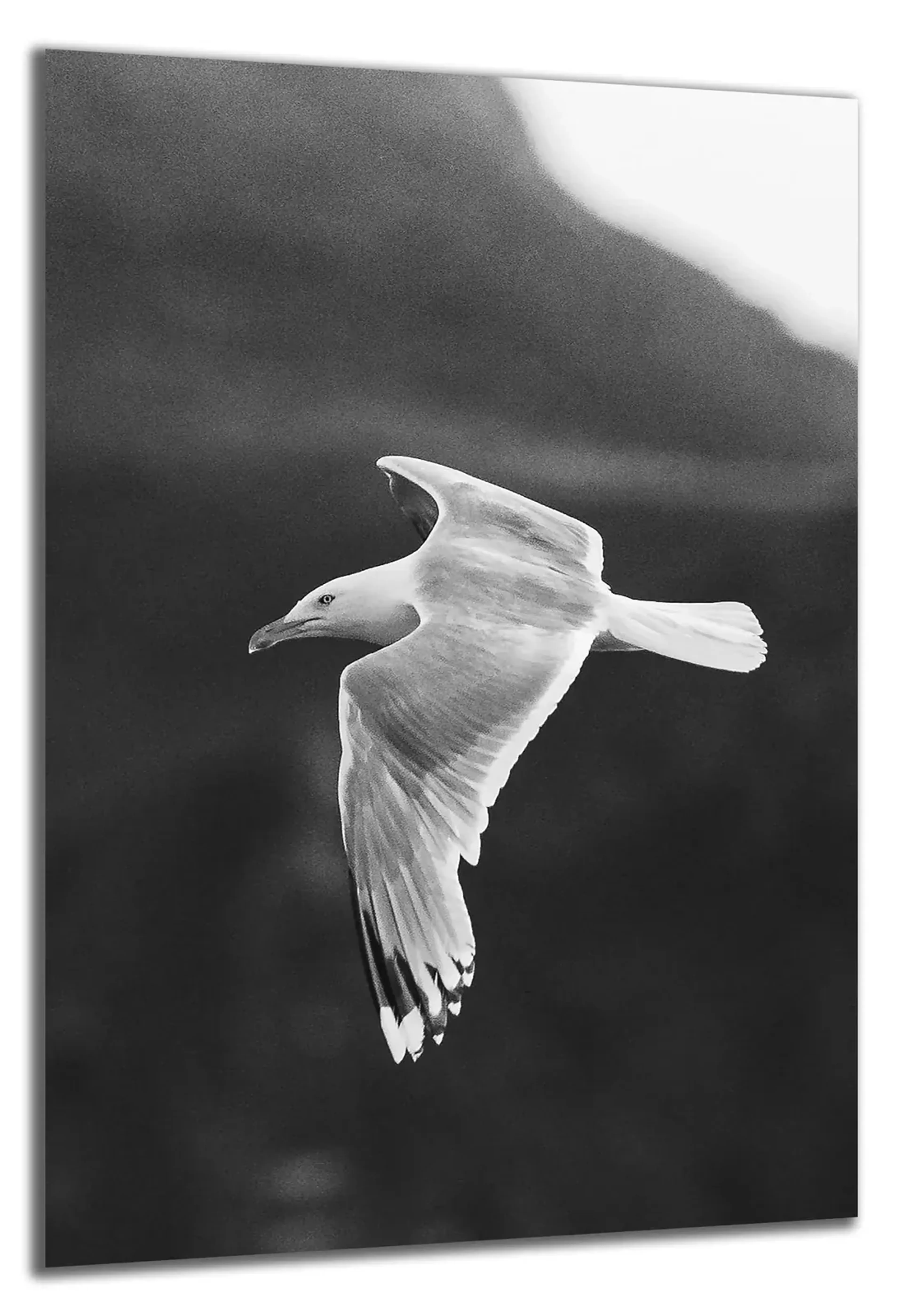 Möwe in Schwarz-Weiß – Ansicht 5