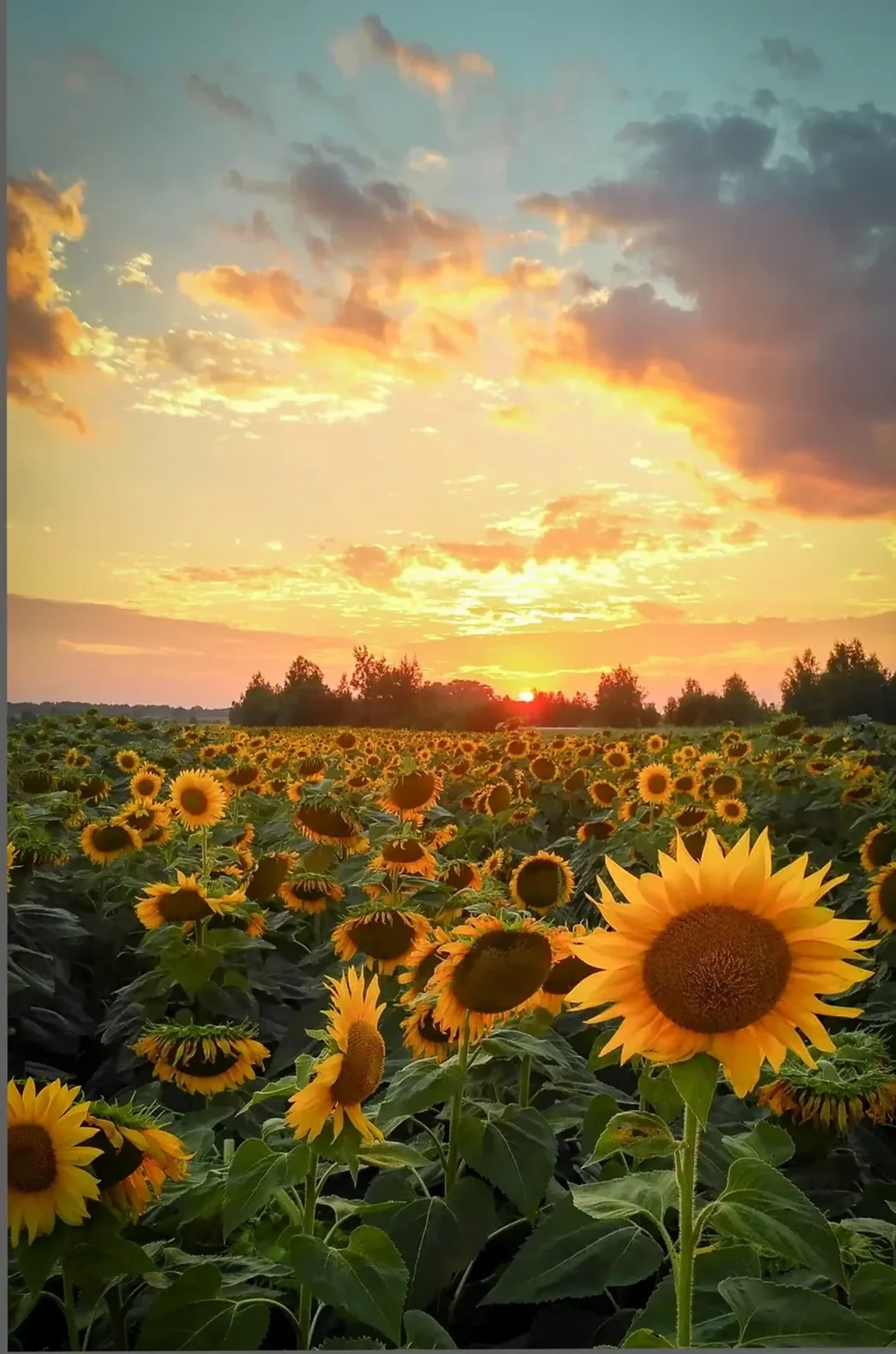 Sonnenblumenfeld mit großer Blüte rechts im Vordergrund und tief stehender Sonne unter goldenen Wolken.