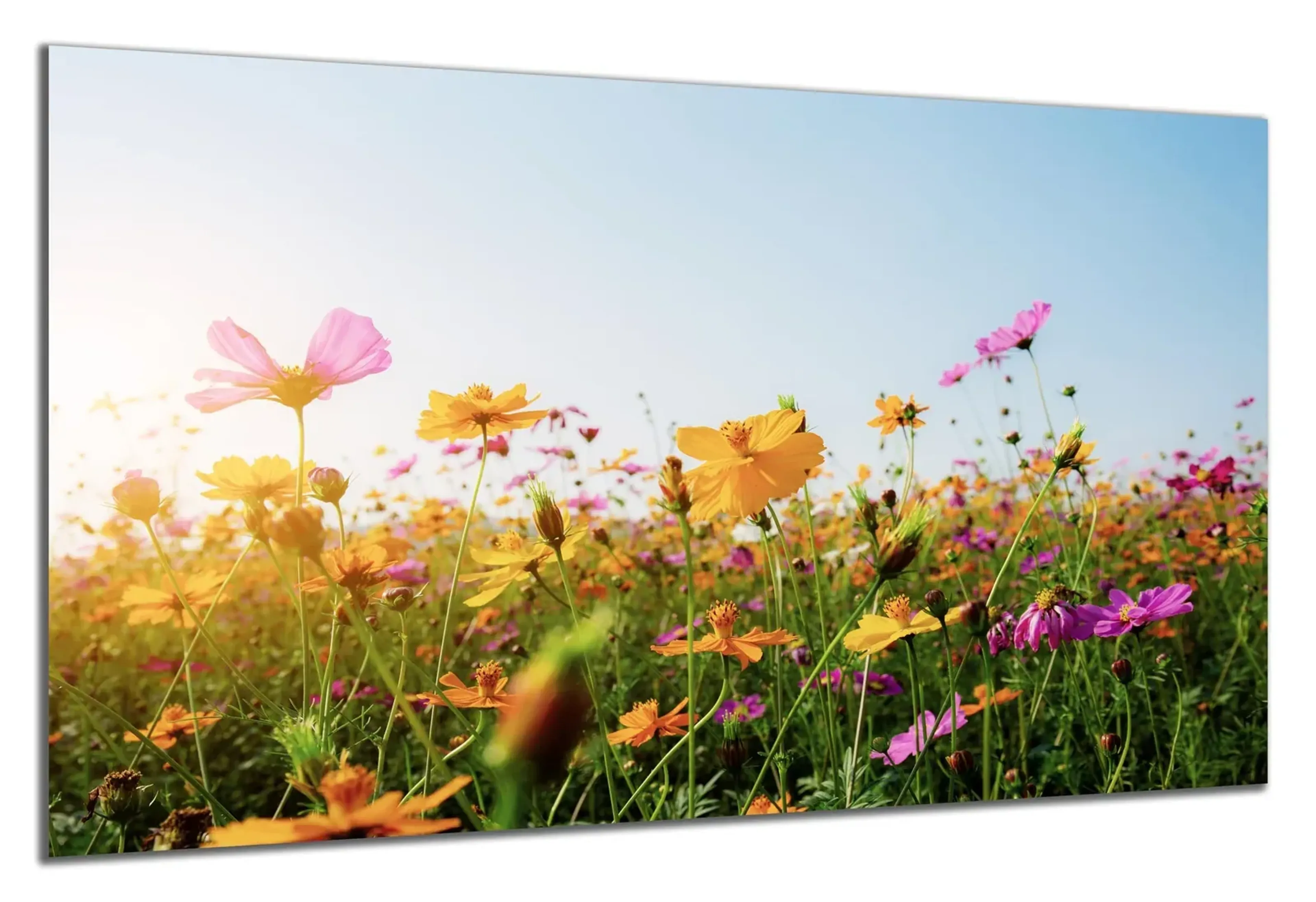 Gelbe Blumenwiese – Ansicht 5