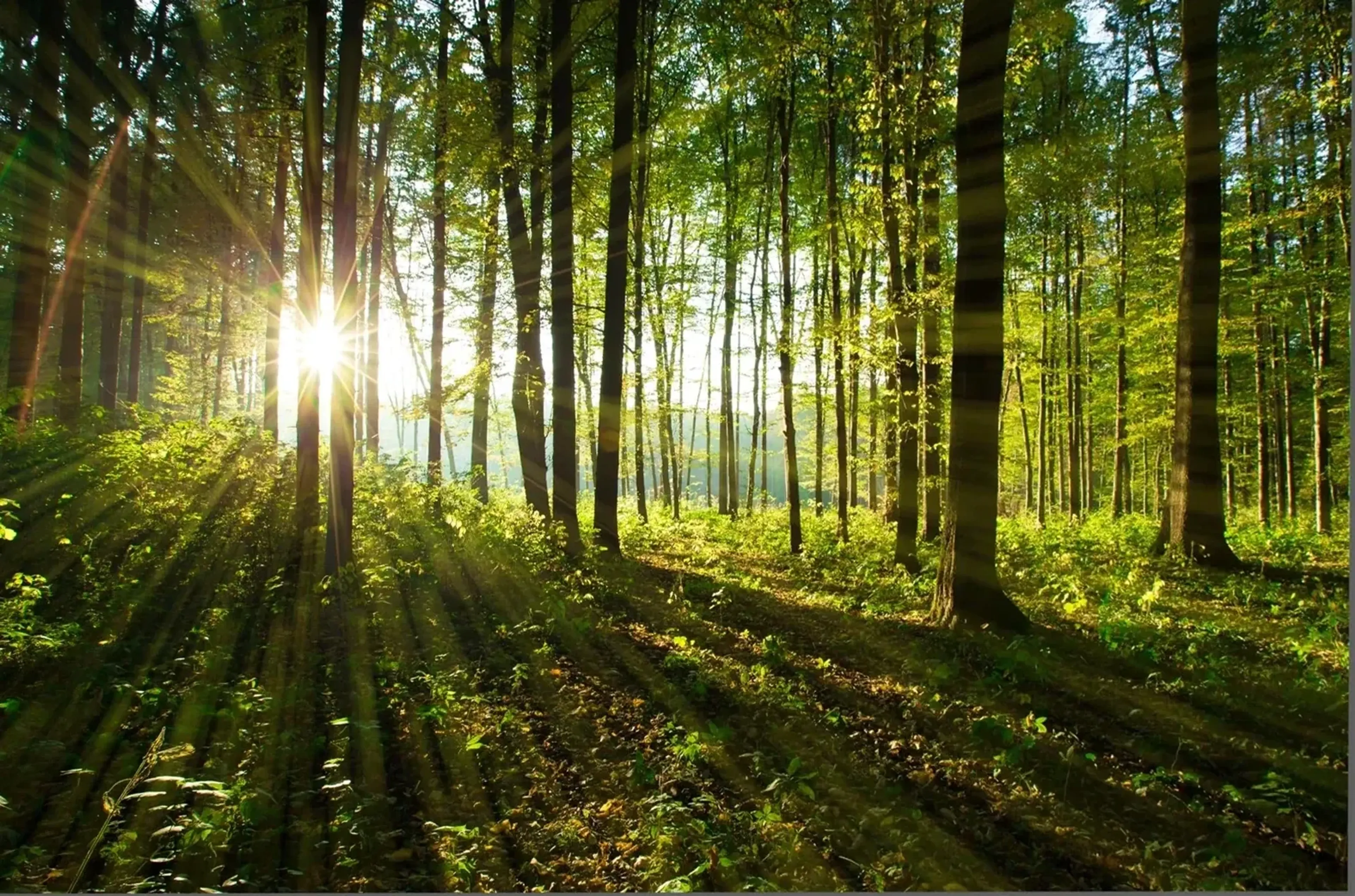 Sonnenstrahlen fallen zwischen hohen Baumstämmen hindurch und werfen lange Schatten auf den grünen Waldboden.
