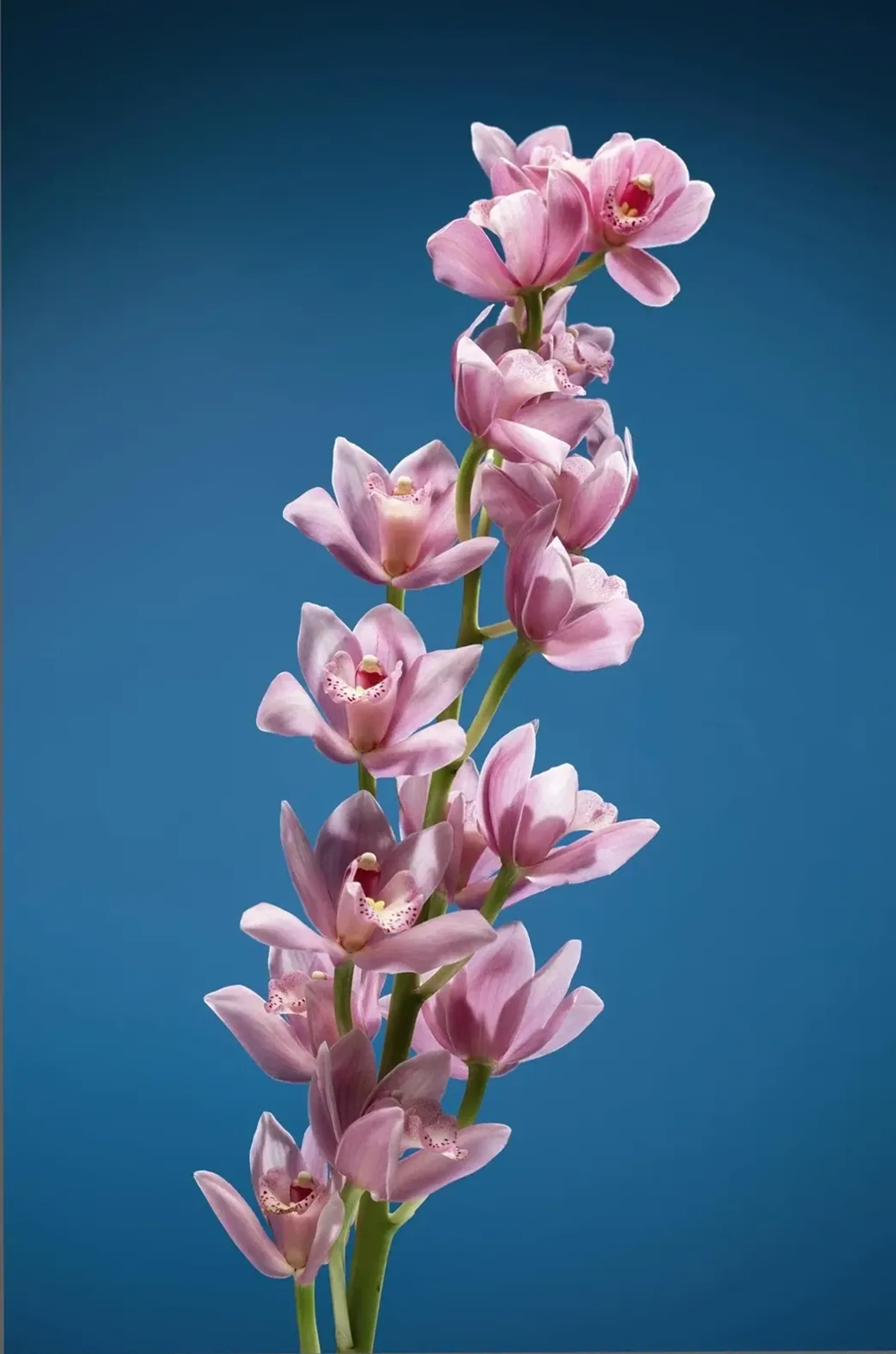 Rosafarbene Orchideenblüten wachsen an aufrechten grünen Stielen vor einem tiefblauen Hintergrund.
