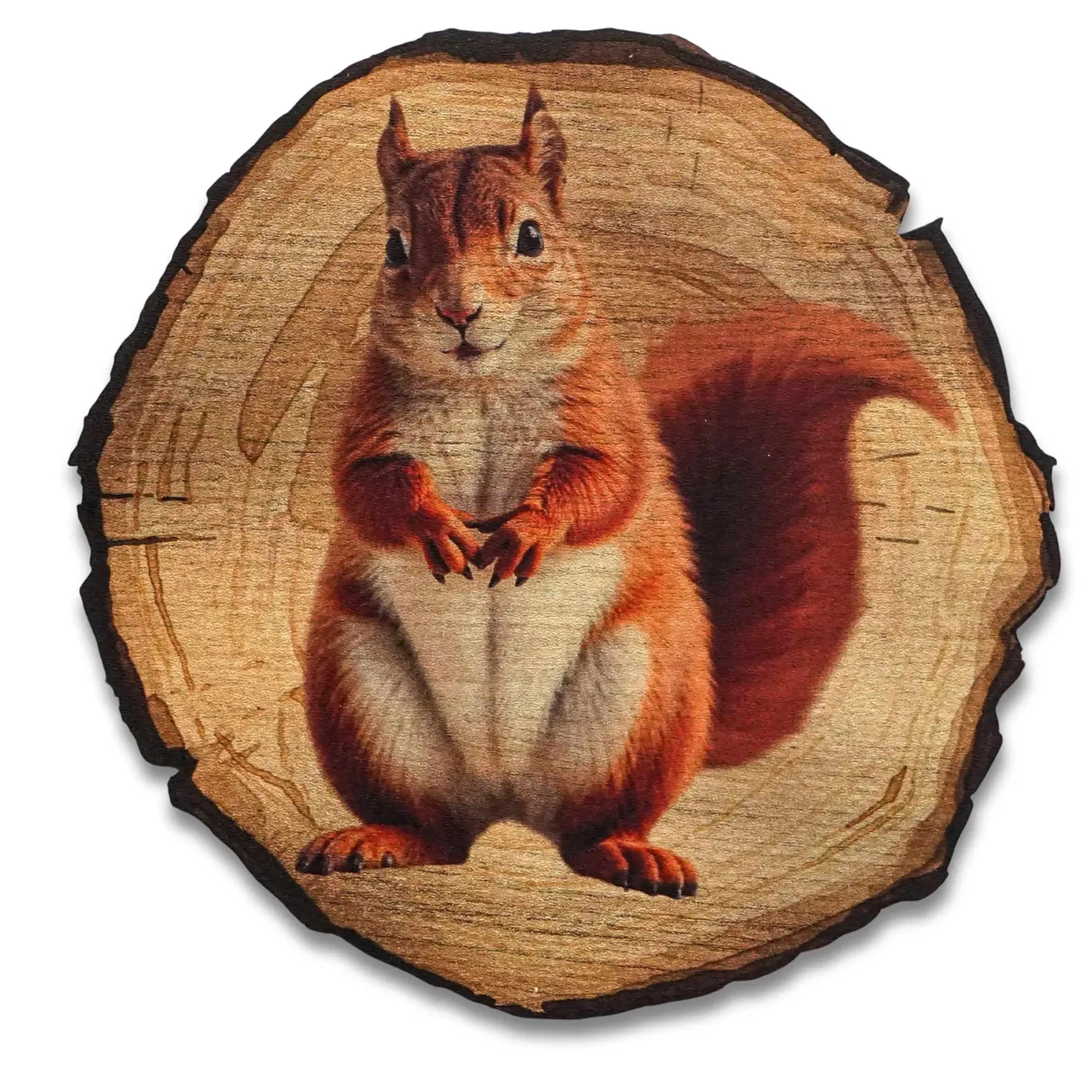 Eichhörnchen – Ansicht 5
