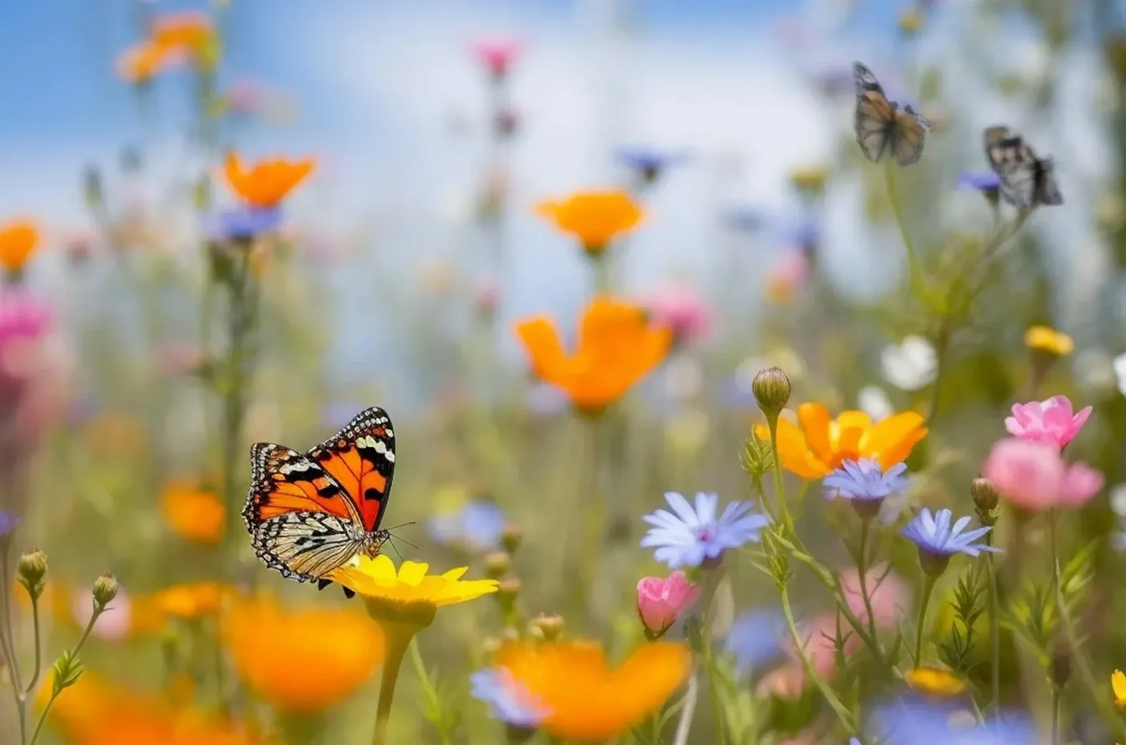 Orange-schwarzer Schmetterling auf einer gelben Blüte zwischen orangefarbenen, rosa und hellvioletten Blumen.