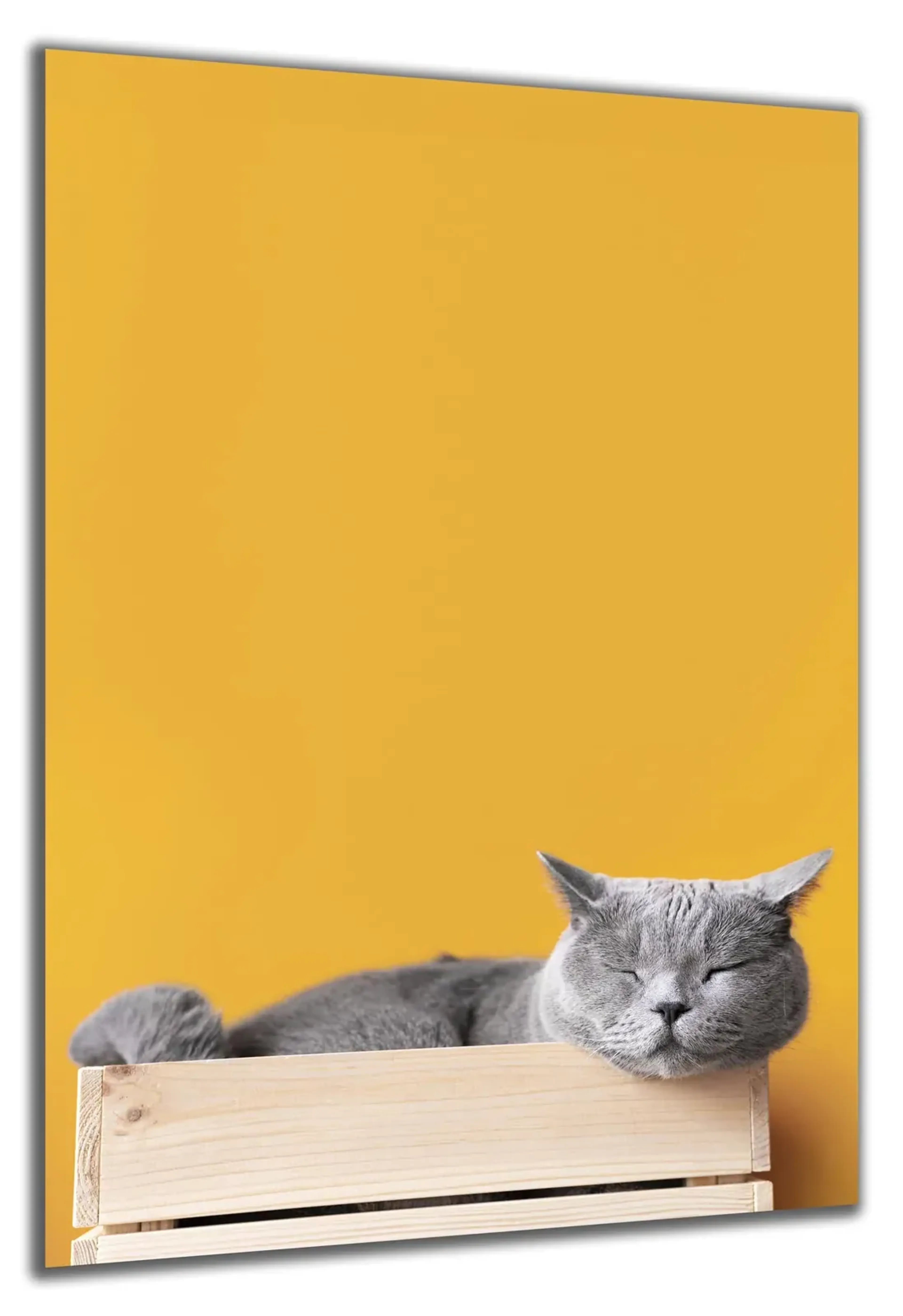 Schlafende graue Katze – Ansicht 5