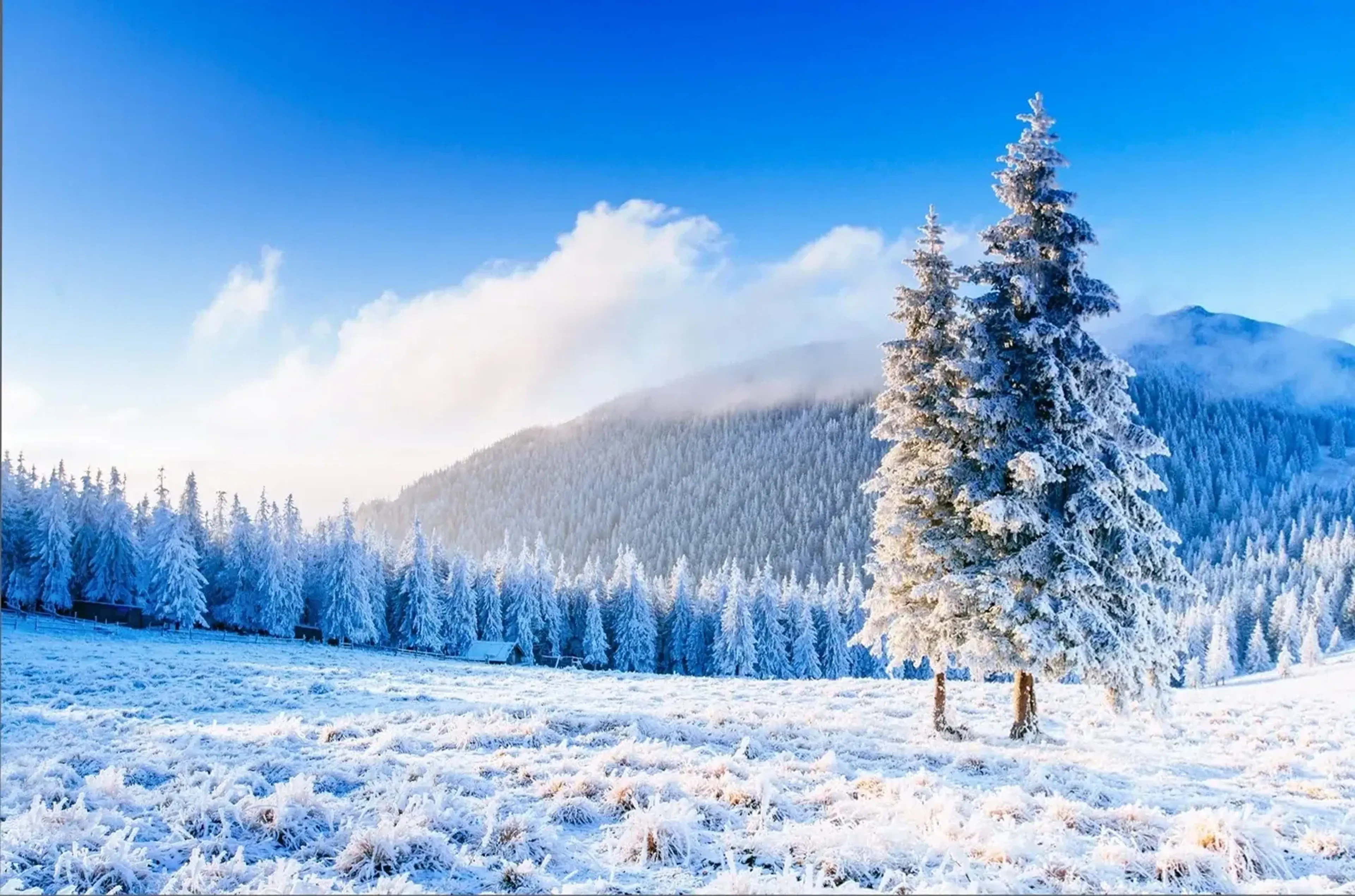 Zwei schneebedeckte Nadelbäume stehen vor einem winterlichen Wald und Berghang unter blauem Himmel.