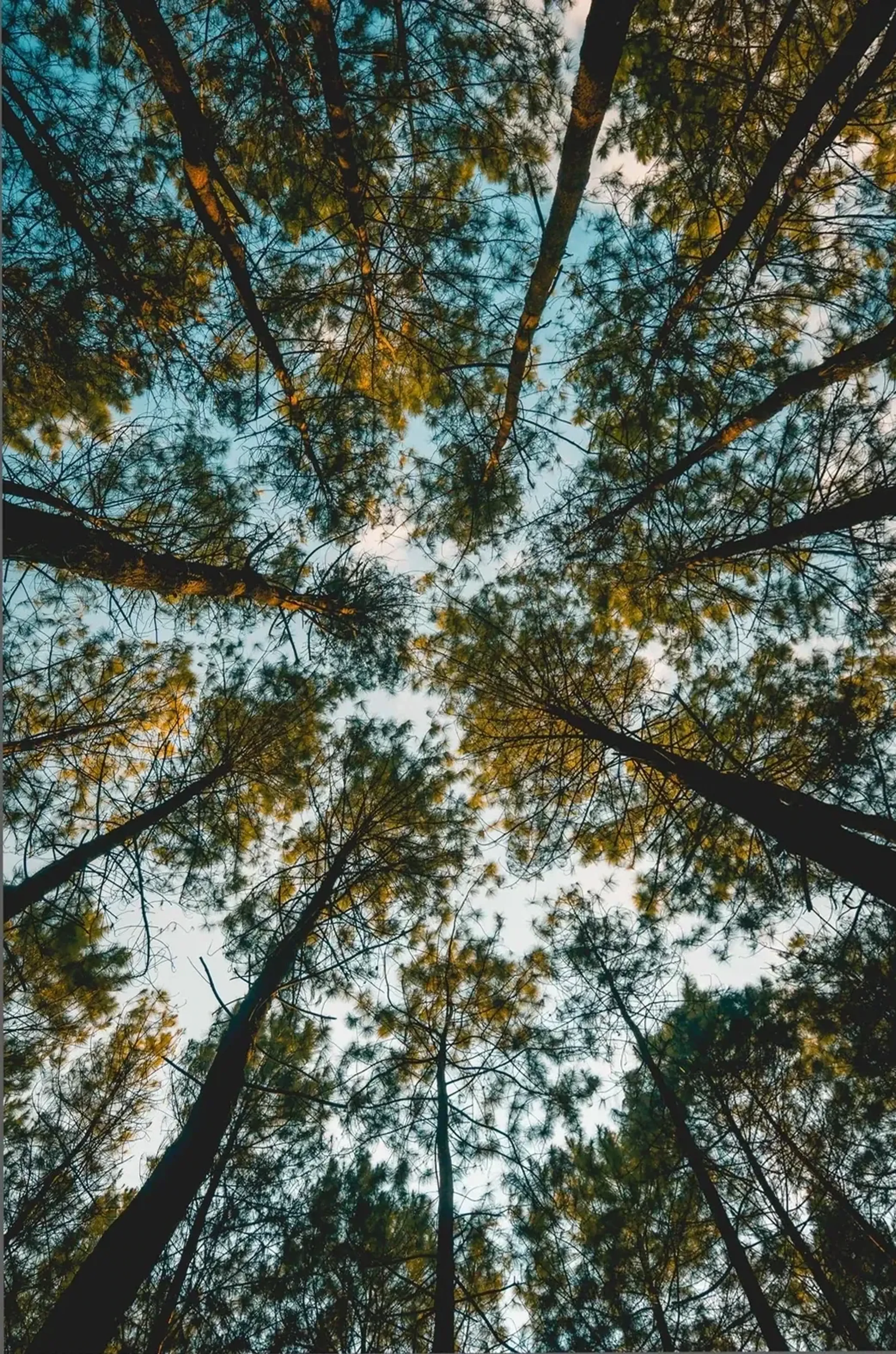 Blick von unten entlang dunkler Baumstämme auf Nadelkronen und einen blau-weißen Himmel.