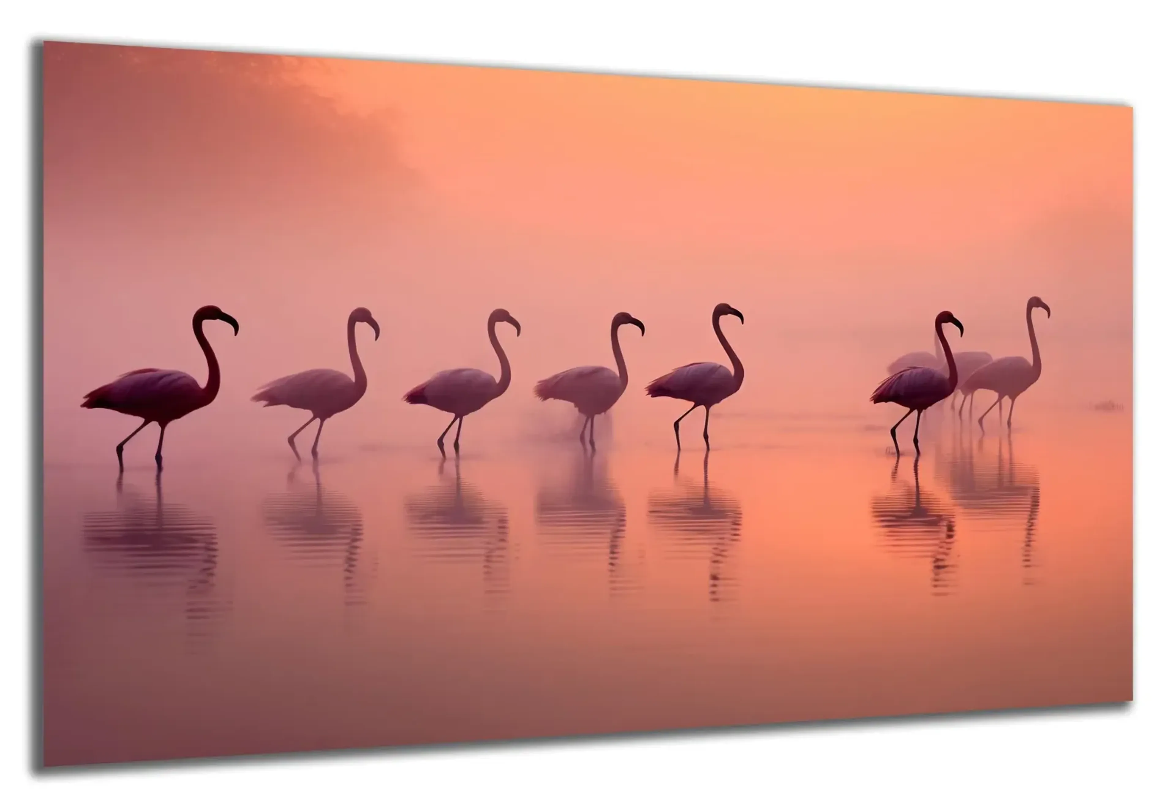 Flamingos im Nebel – Ansicht 5
