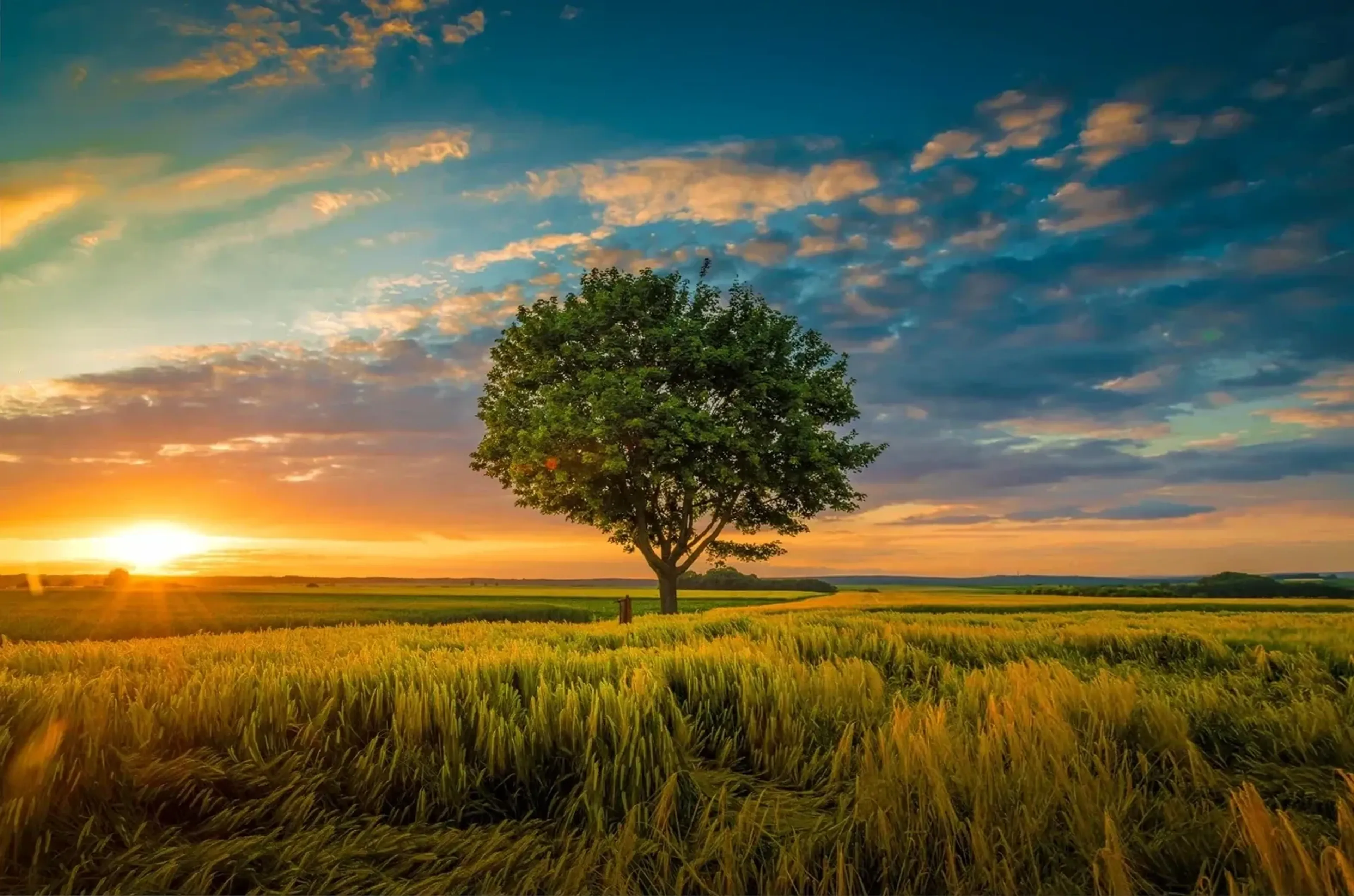 Ein einzelner grüner Baum steht in einem goldgrünen Feld, während links am Horizont die Sonne tief steht.