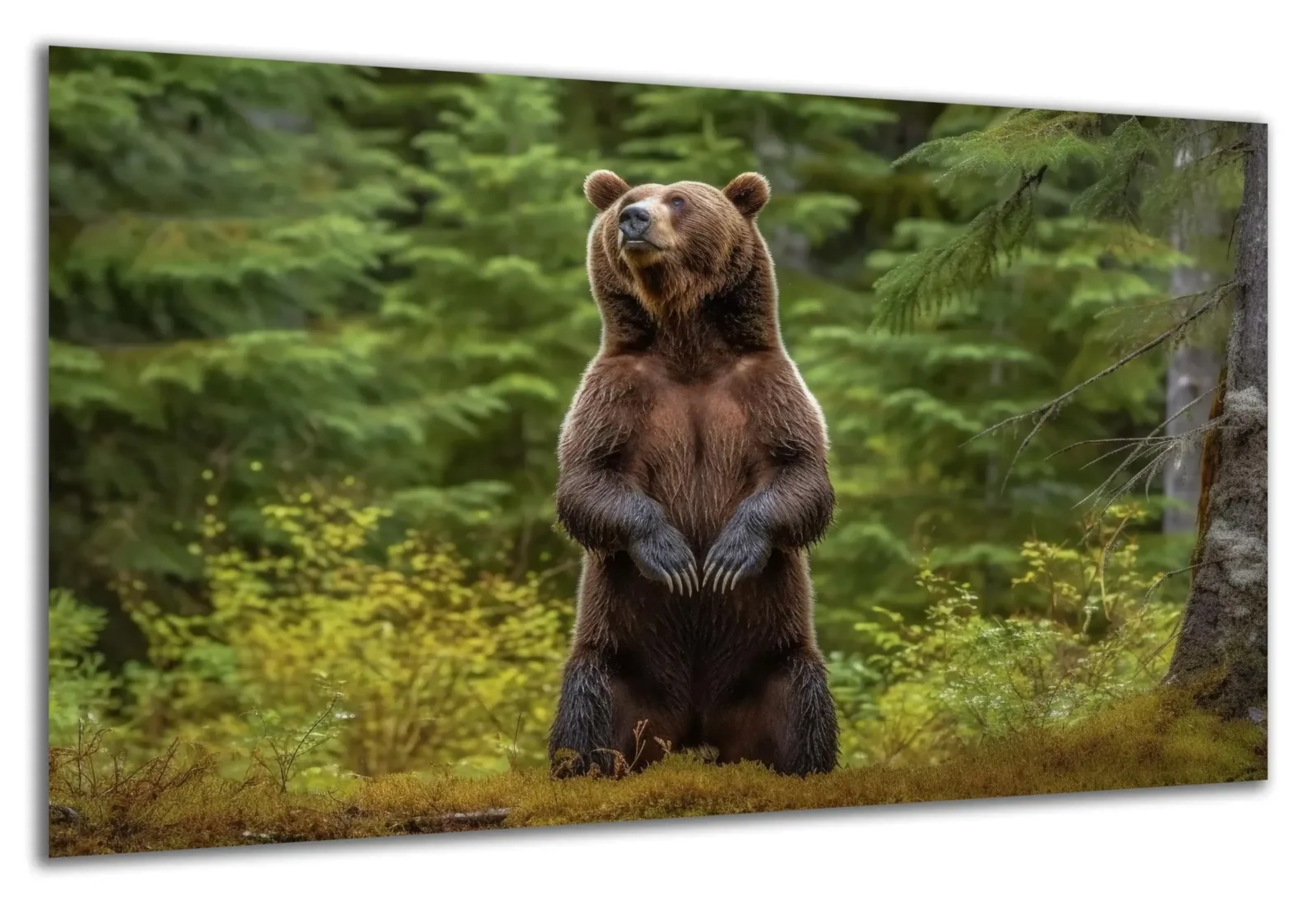 Aufrechter Braunbär im Wald – Ansicht 5