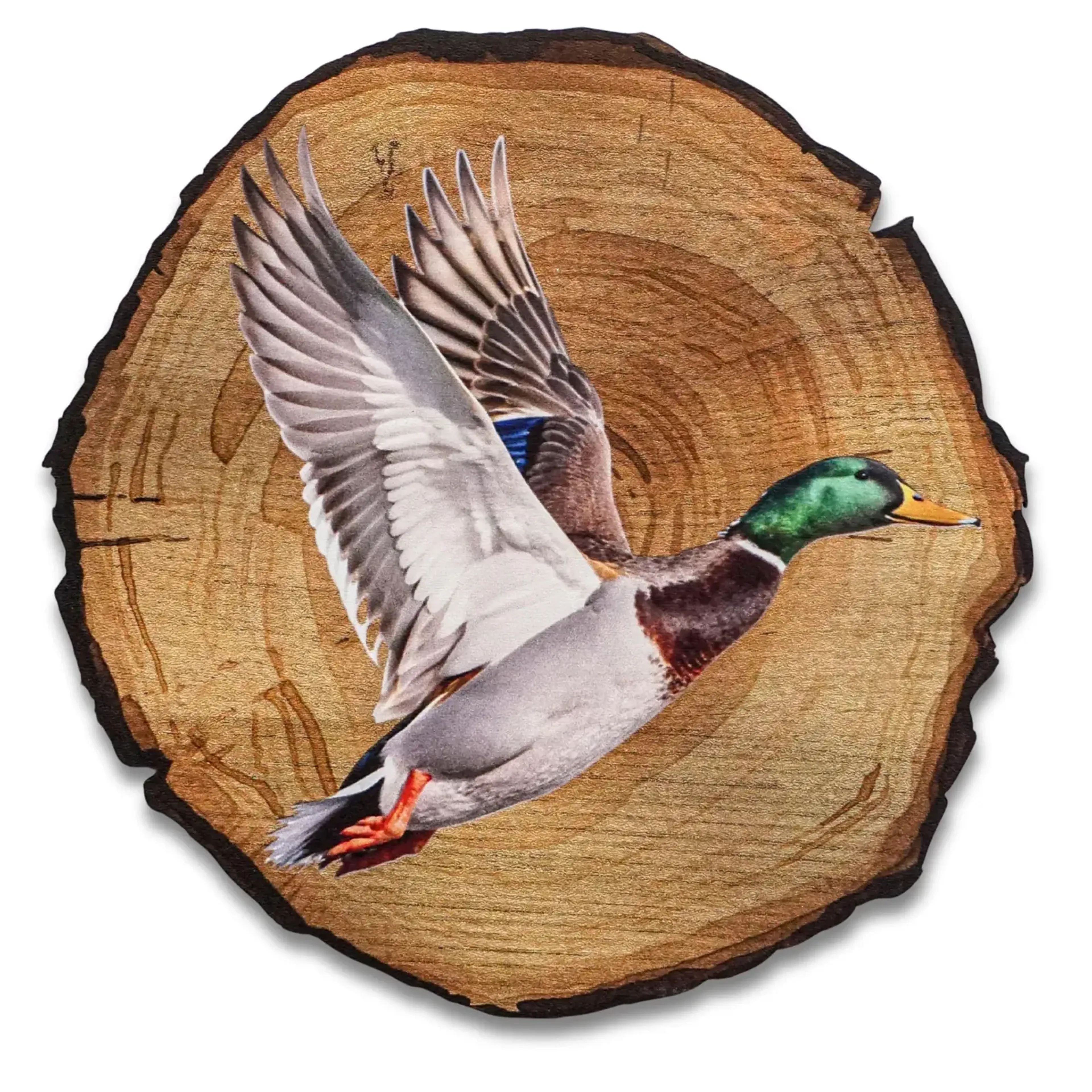 Ente – Ansicht 5
