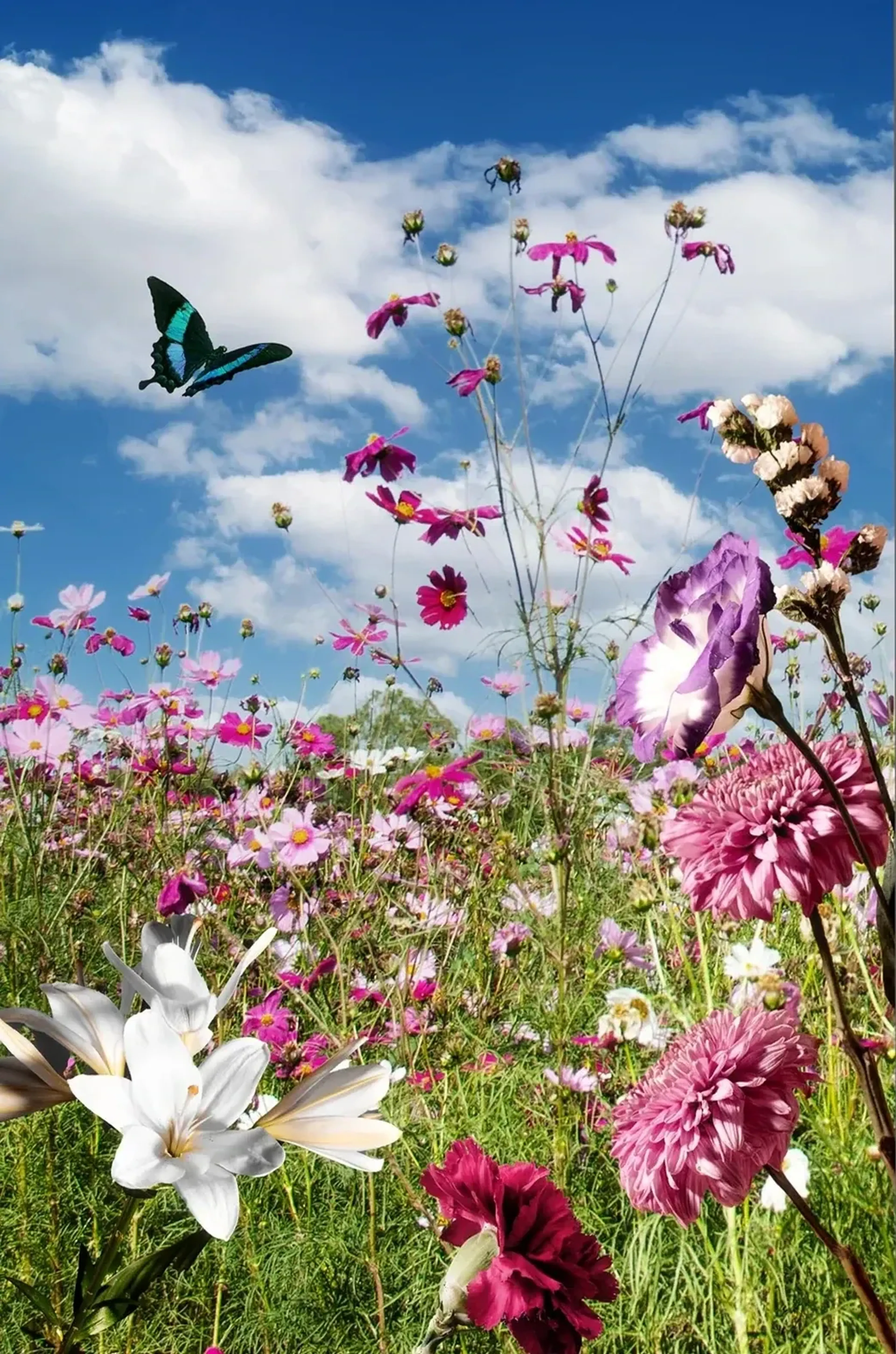 Türkisgrüner Schmetterling über einer Wiese mit rosa, violetten und weißen Blüten unter blauem Wolkenhimmel.