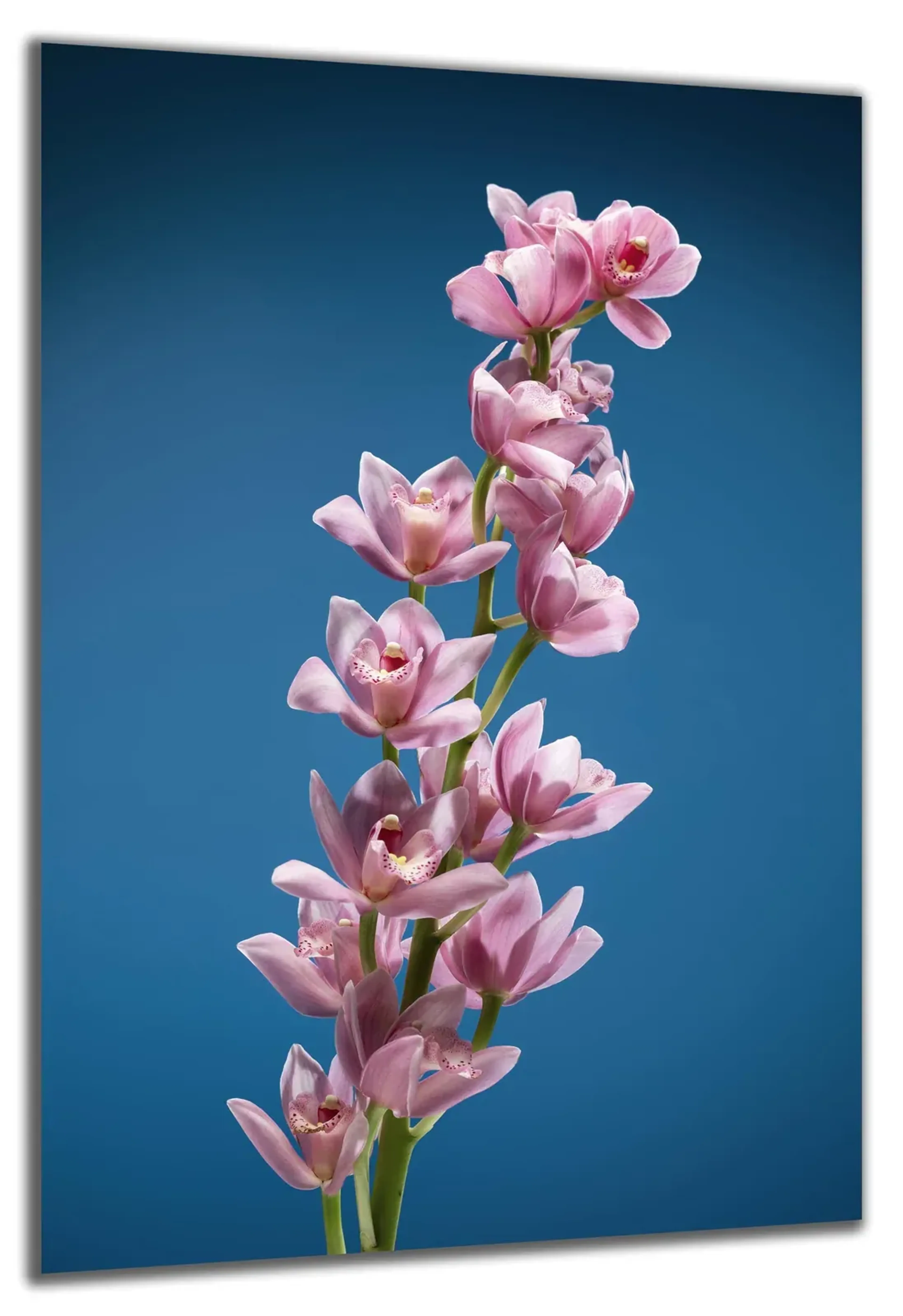 Rosa Orchideen vor Blau – Ansicht 5