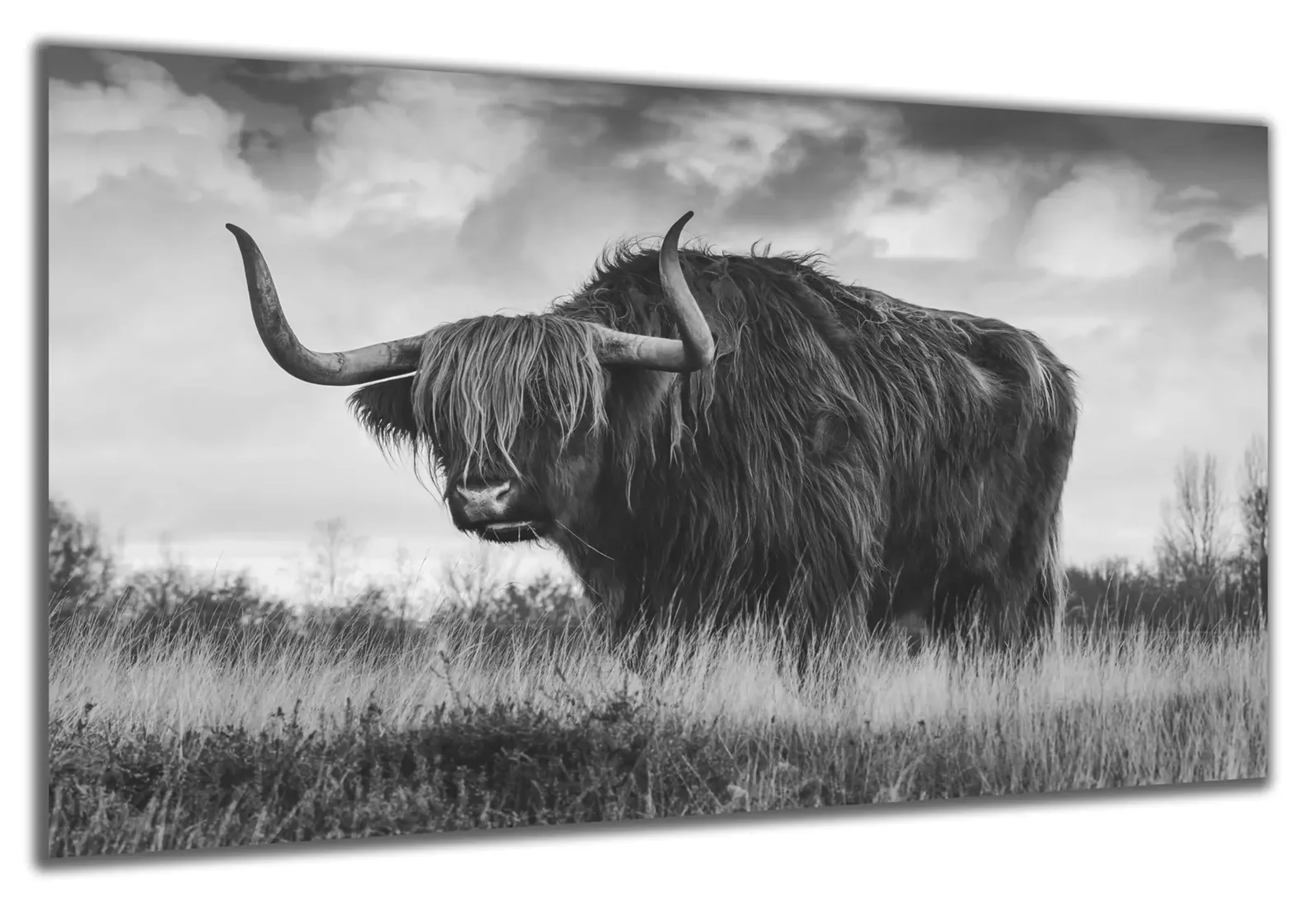 Hochlandrind in Schwarz-Weiß – Ansicht 5