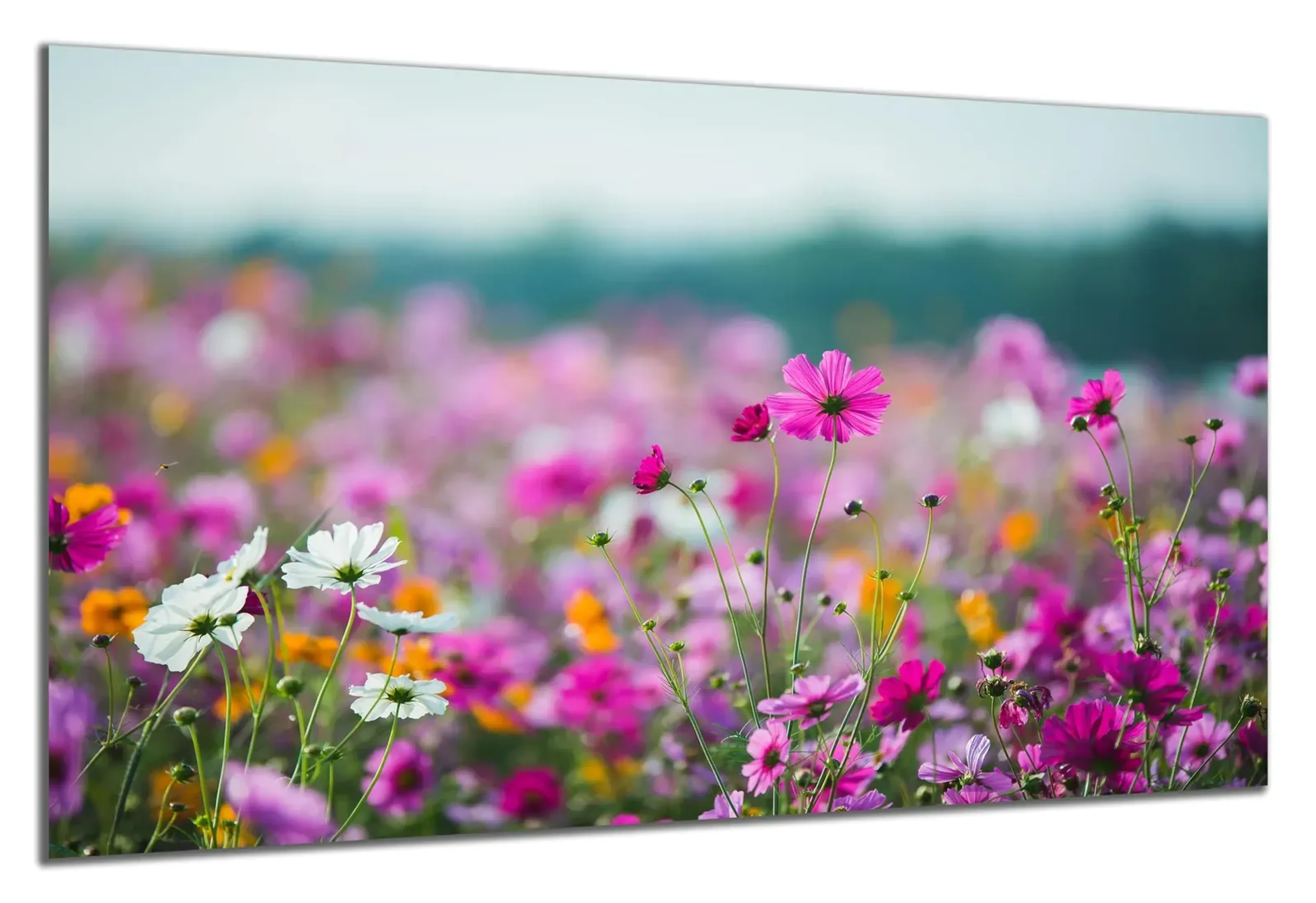 Bunte Blumenwiese – Ansicht 5
