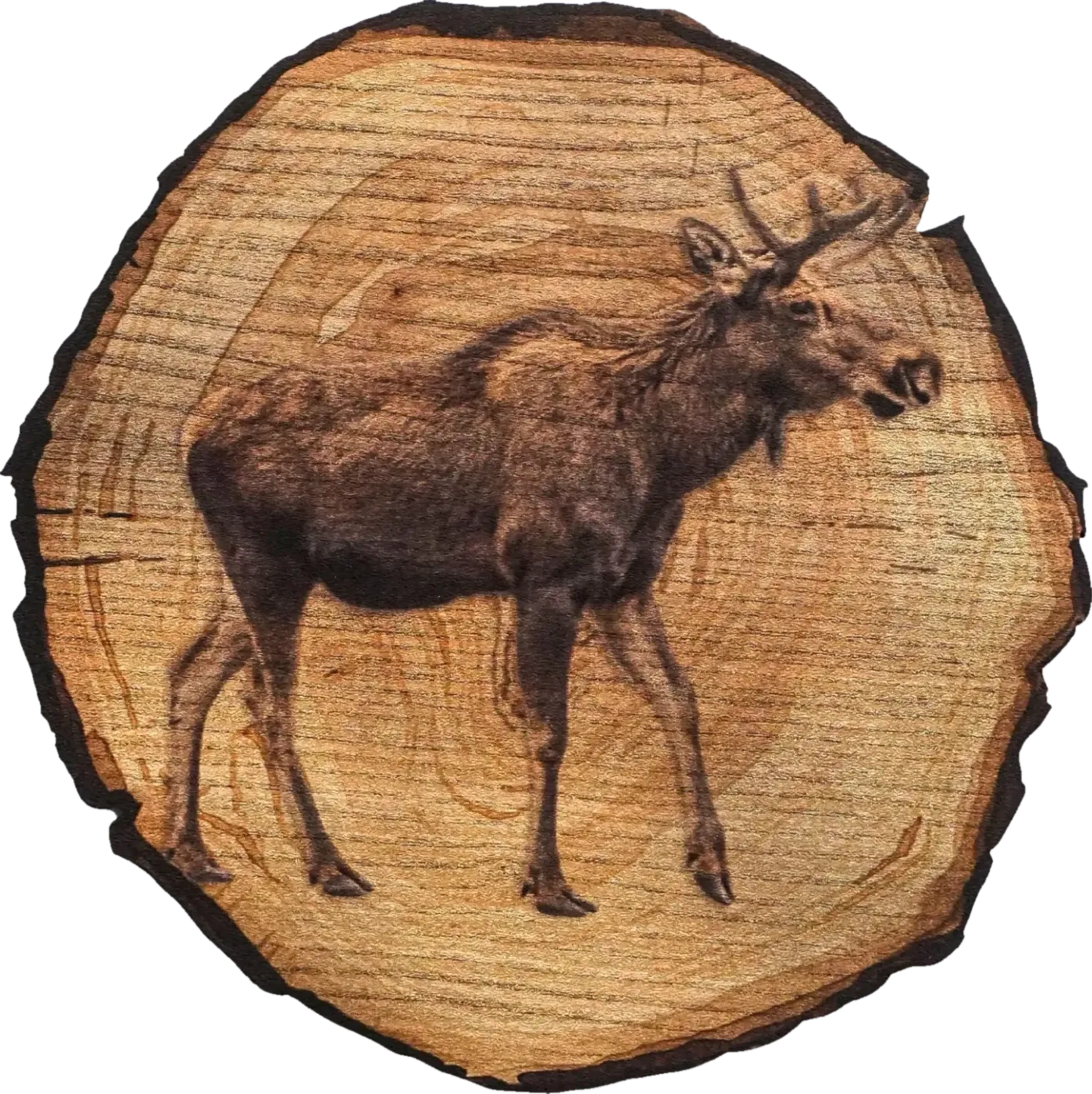 Dunkelbrauner Elch mit Geweih, seitlich nach rechts gewandt, vor einer runden Holzoptik.