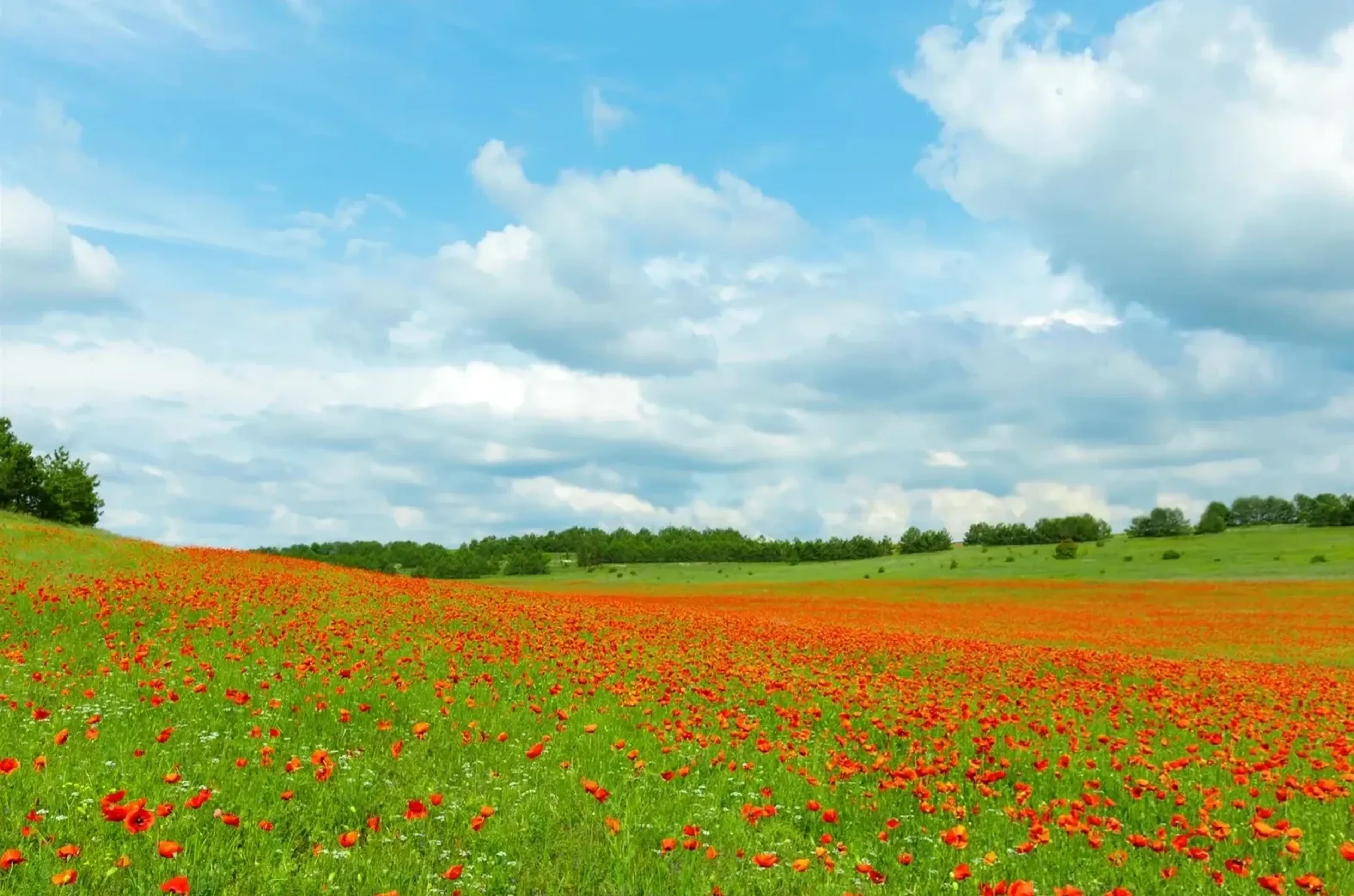 Weite grüne Wiese mit roten Mohnblüten und einer Baumreihe unter einem blau-weißen Wolkenhimmel.