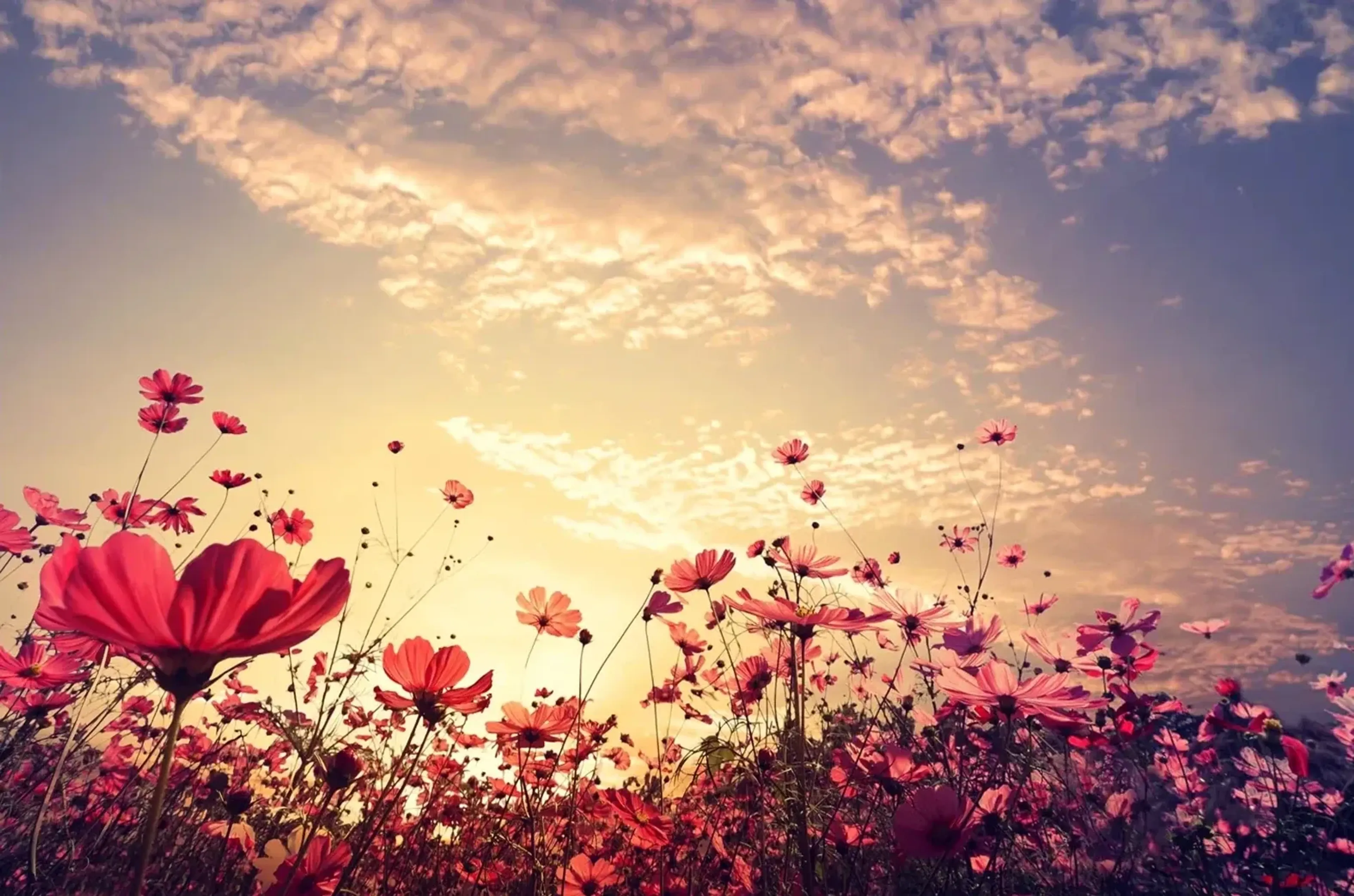 Rosa und rote Wiesenblumen stehen im Gegenlicht unter einem goldgelben Abendhimmel mit feinen Wolken.