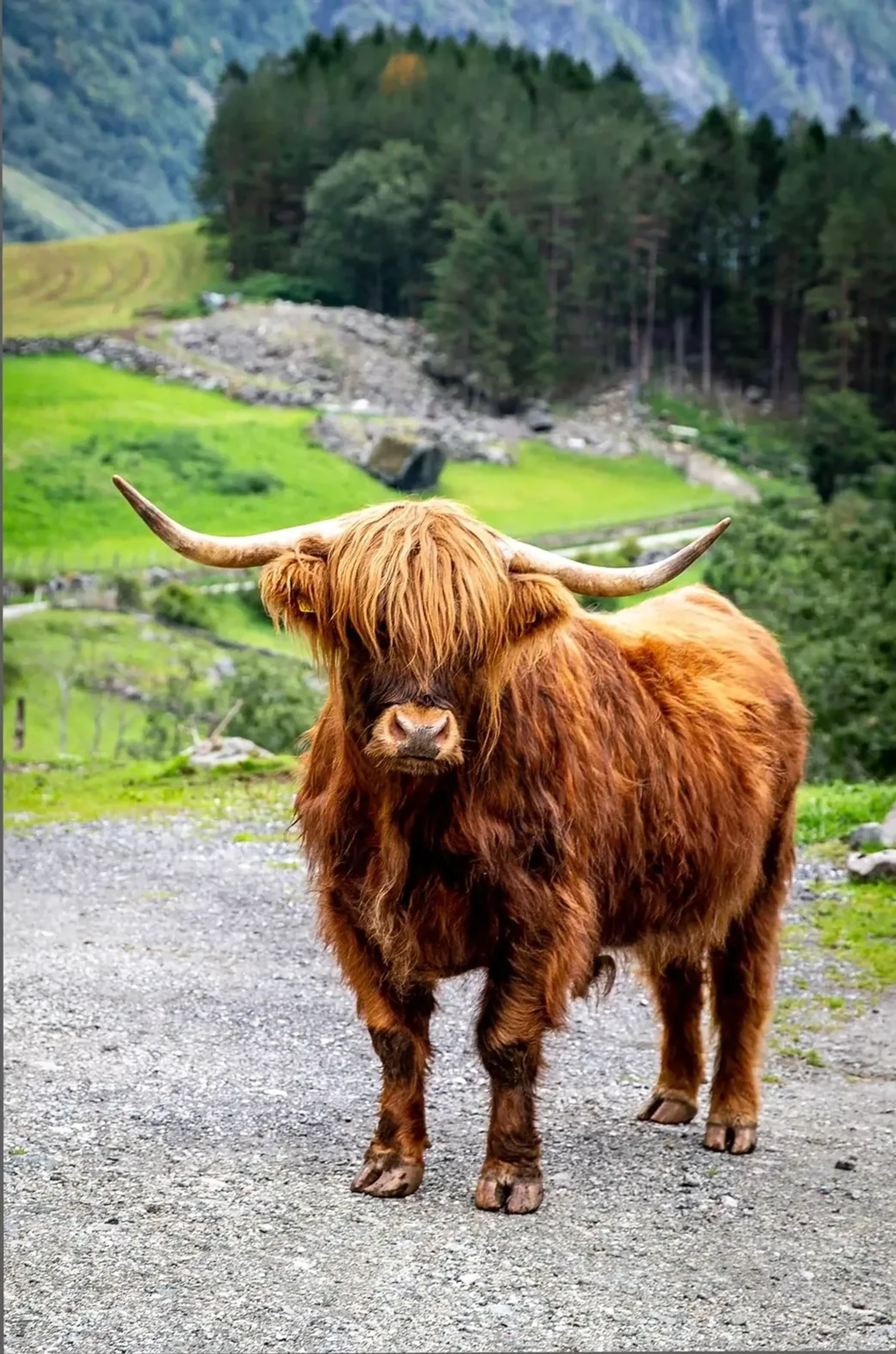 Ein rotbraunes Hochlandrind steht auf einem Schotterweg vor grünen Wiesen, Wald und felsigen Berghängen.