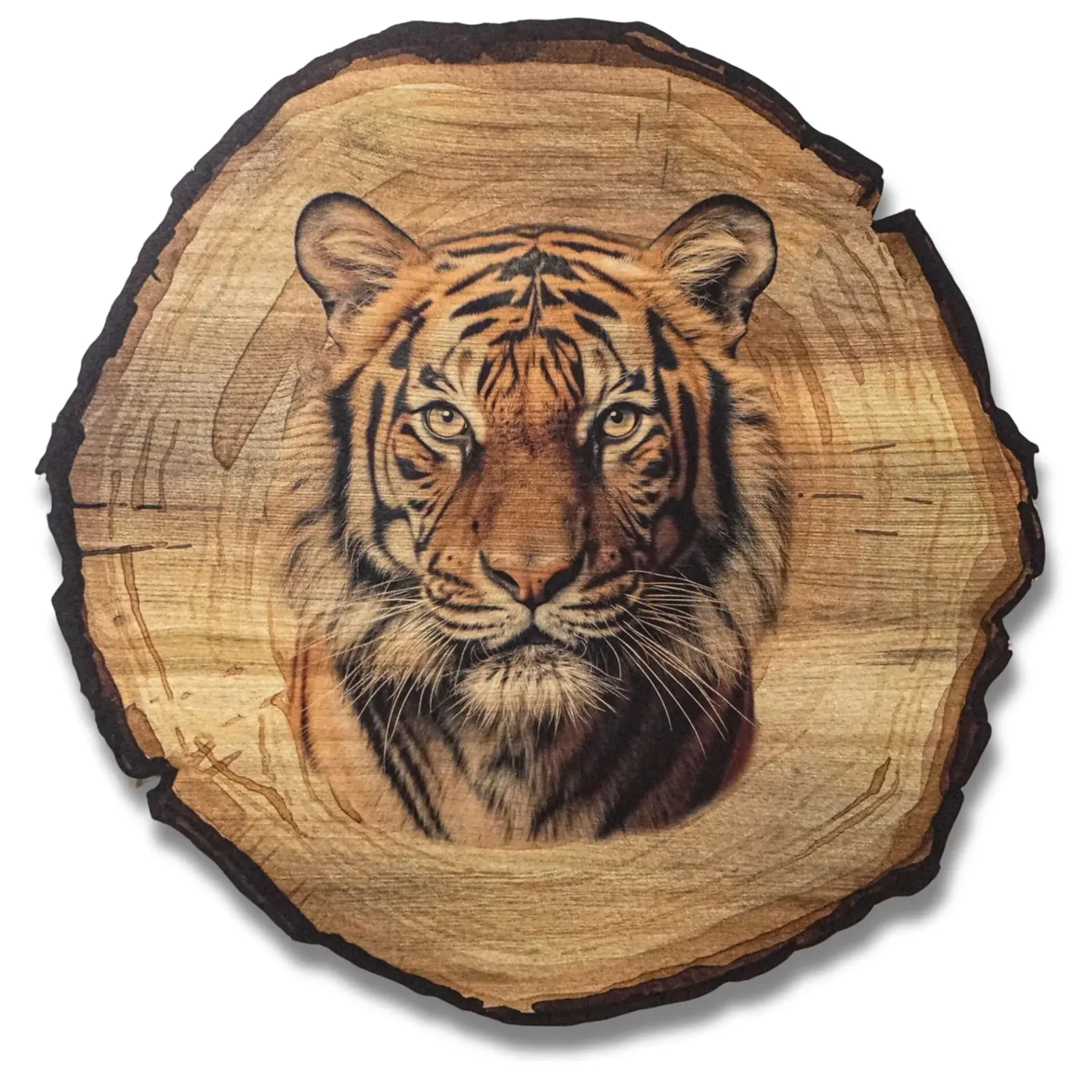 Tiger – Ansicht 5