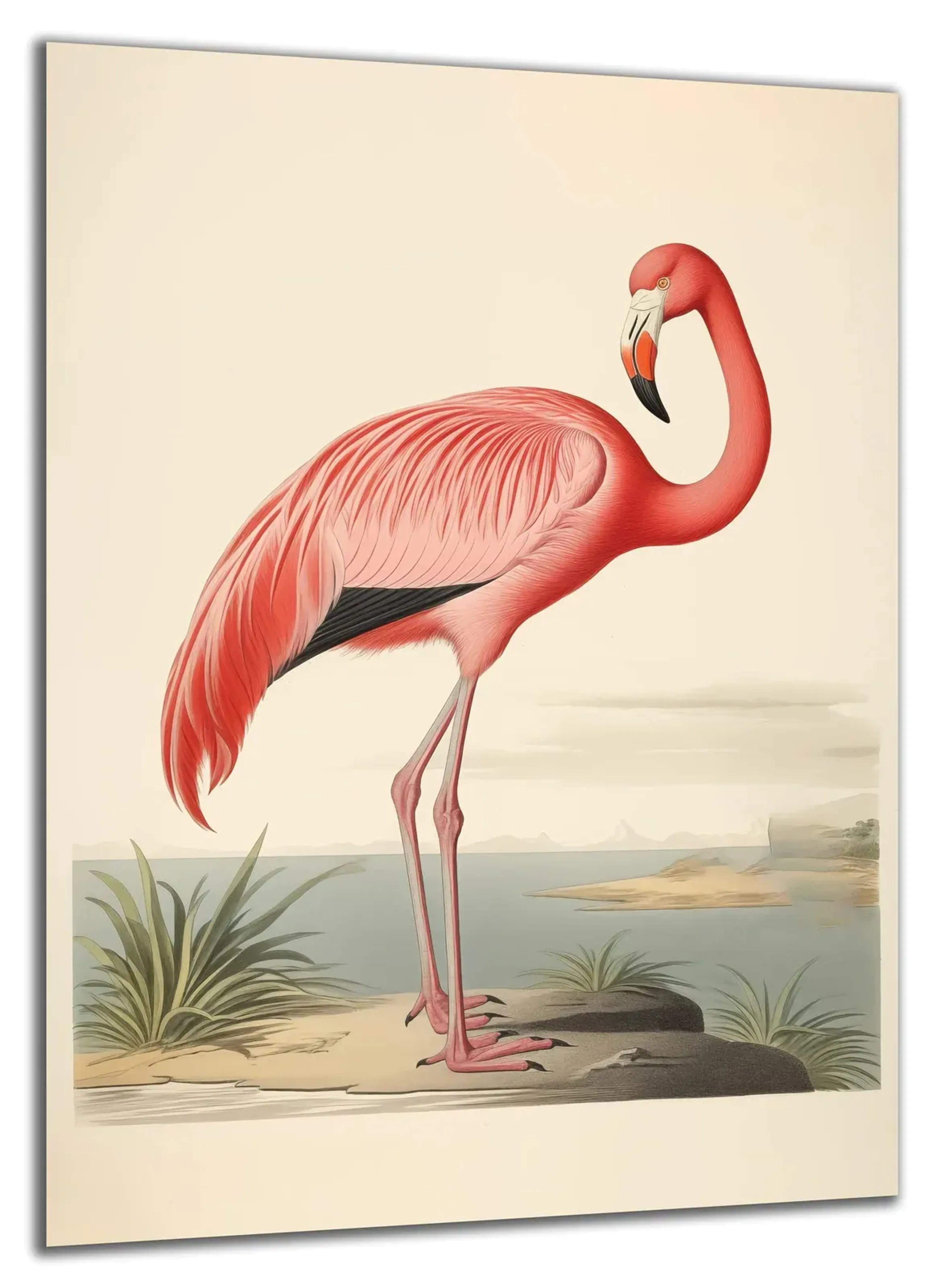 Flamingo am Ufer – Ansicht 5
