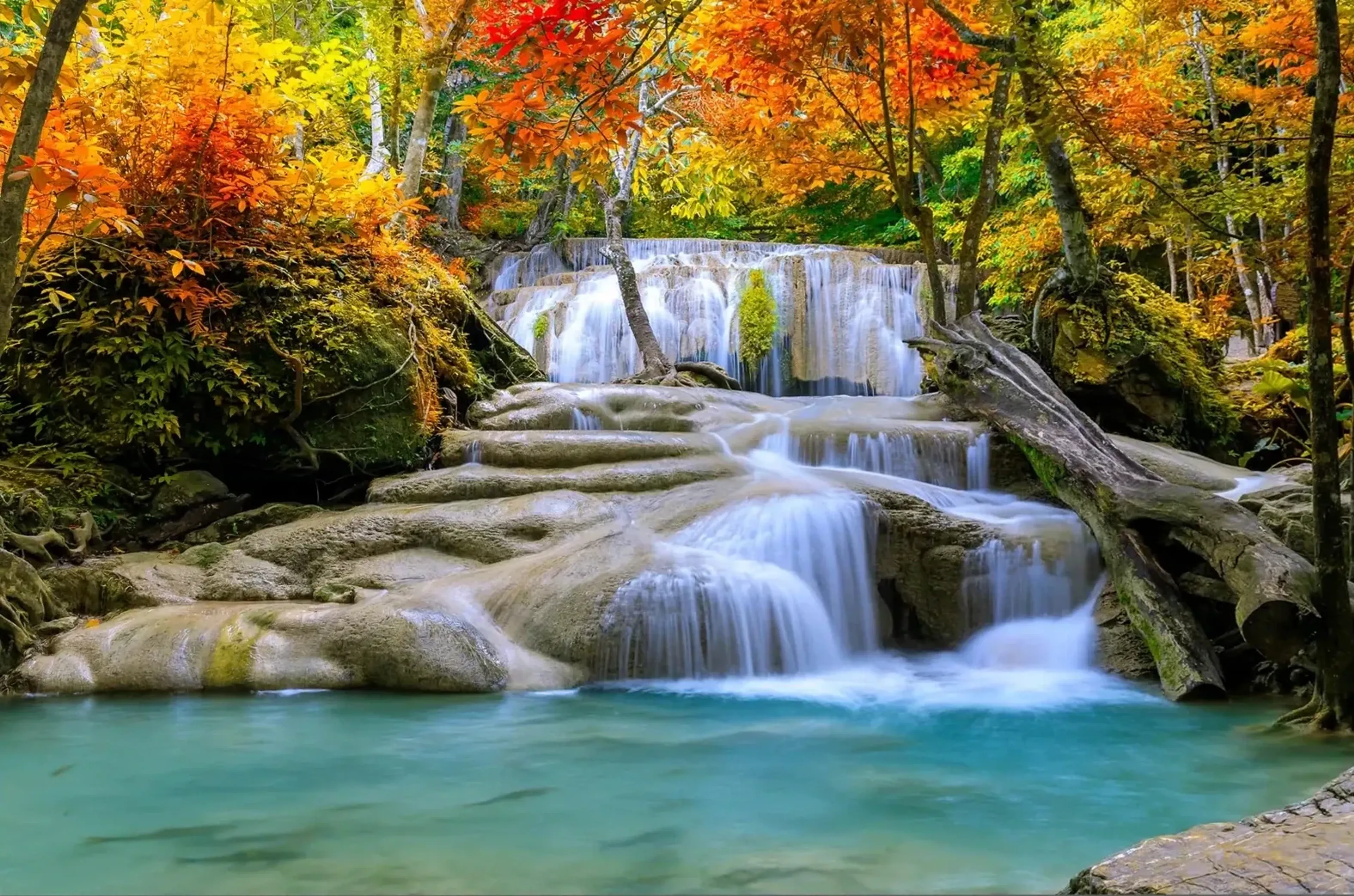 Ein Wasserfall fließt zwischen buntem Herbstlaub und einem umgestürzten Baum über Felsstufen in türkisfarbenes Wasser.