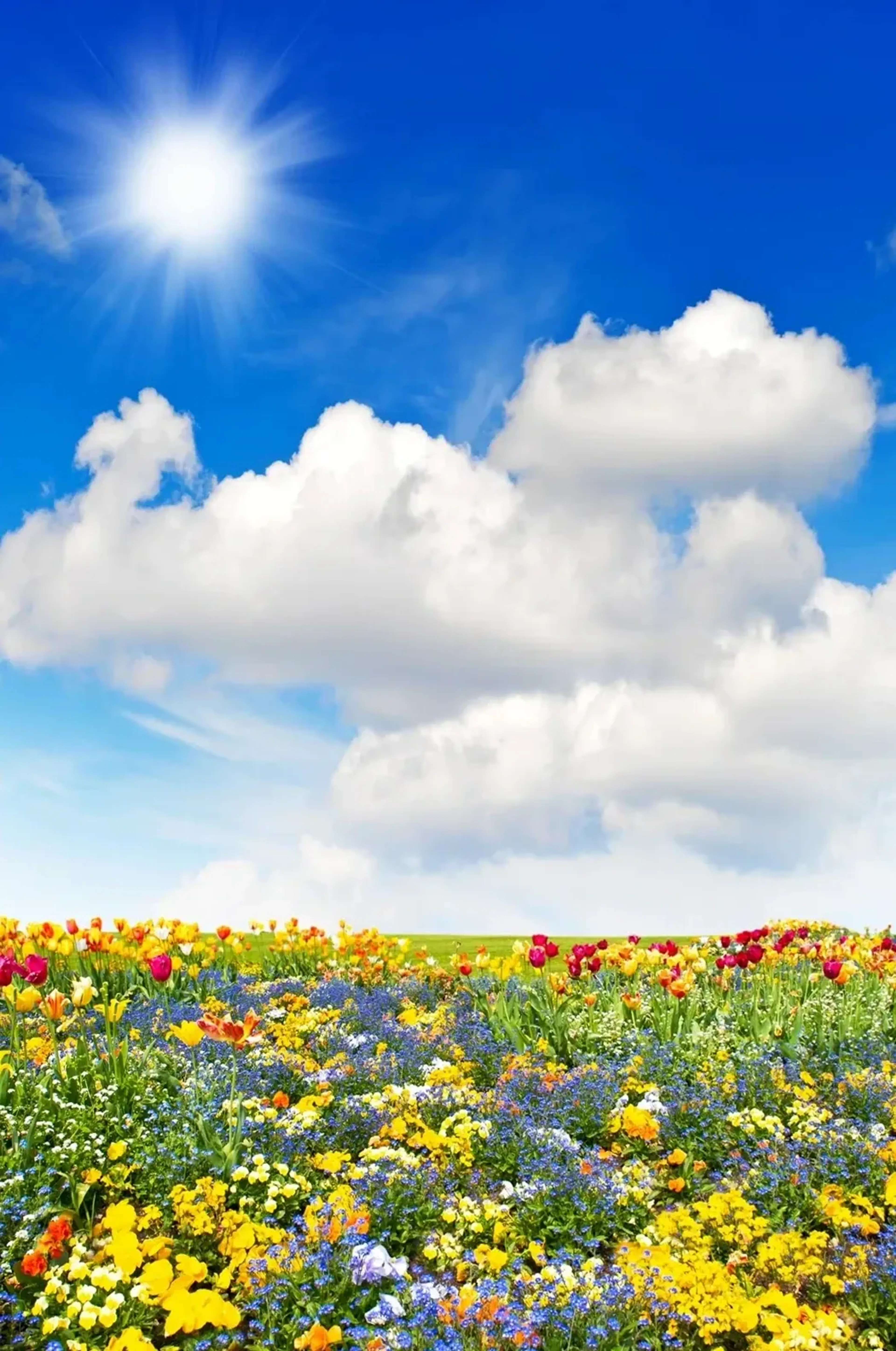 Bunte Blumenwiese unter blauem Himmel mit großen weißen Wolken und strahlender Sonne.