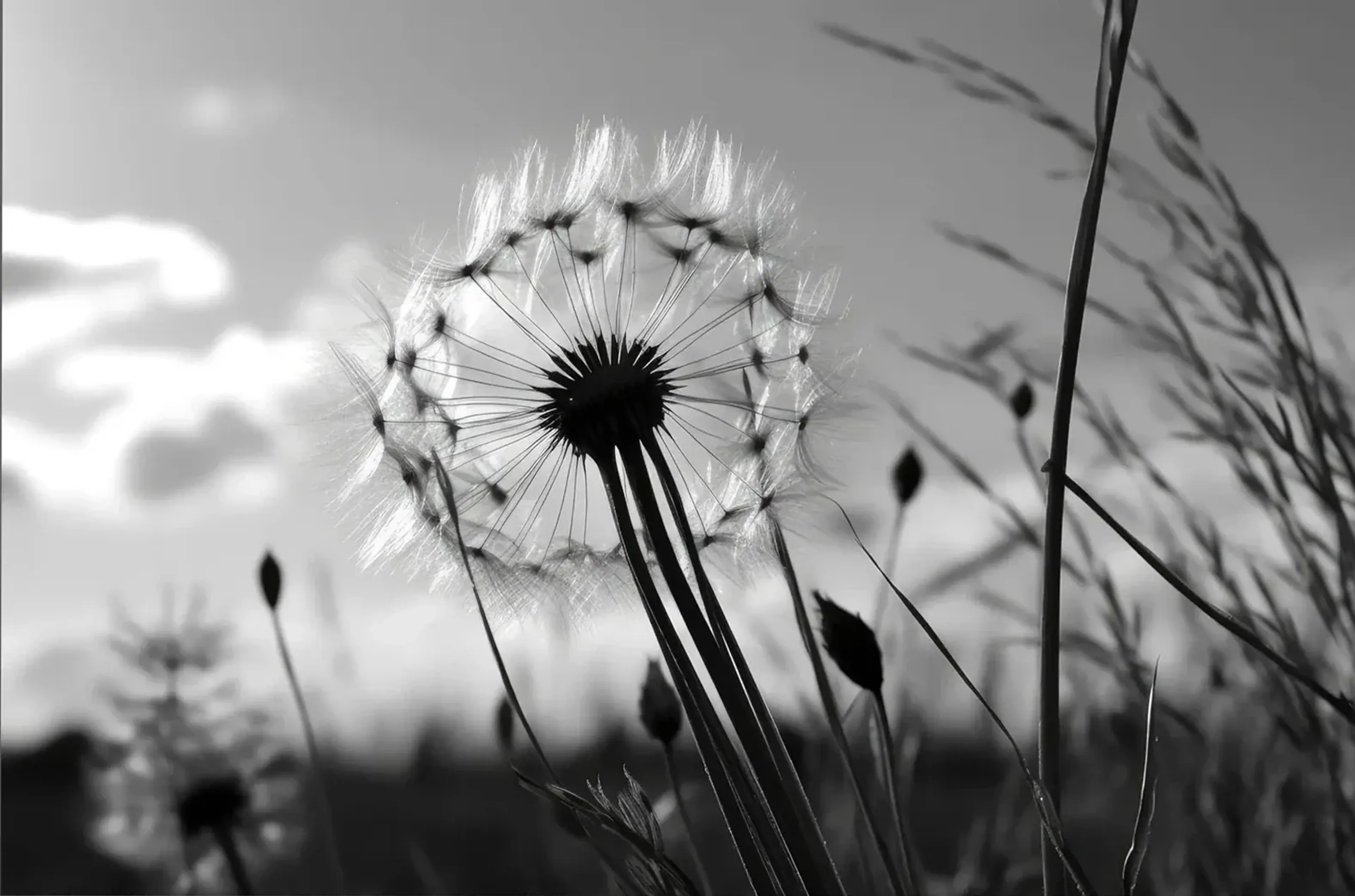 Pusteblume und Gräser in Schwarz-Weiß vor einem hellen Himmel mit Wolken.