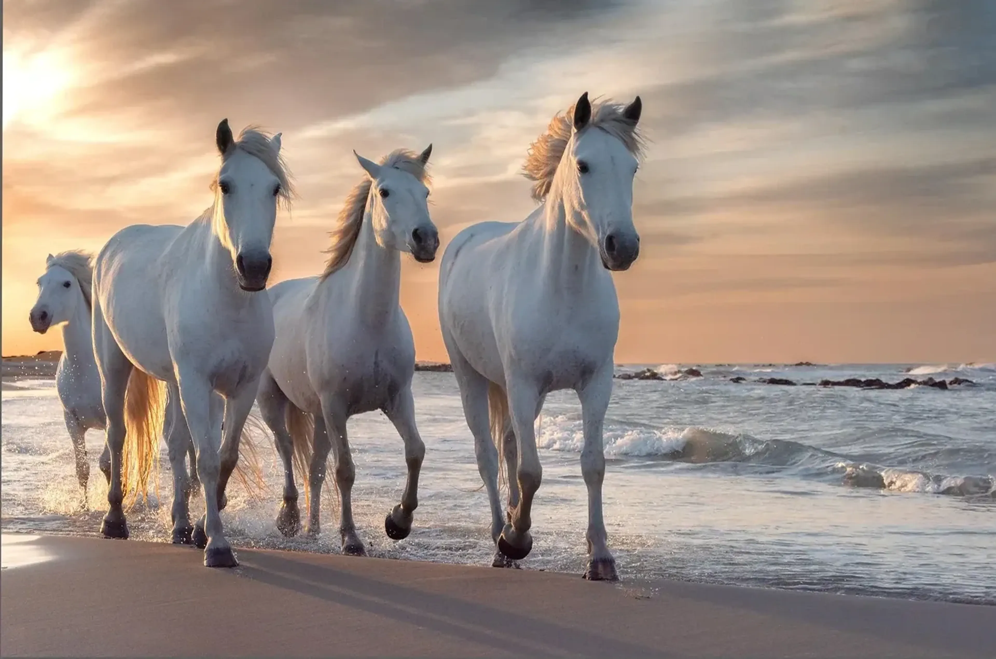 Vier weiße Pferde am Meeresufer, mit golden beleuchteten Mähnen und langen Schatten im Sand.