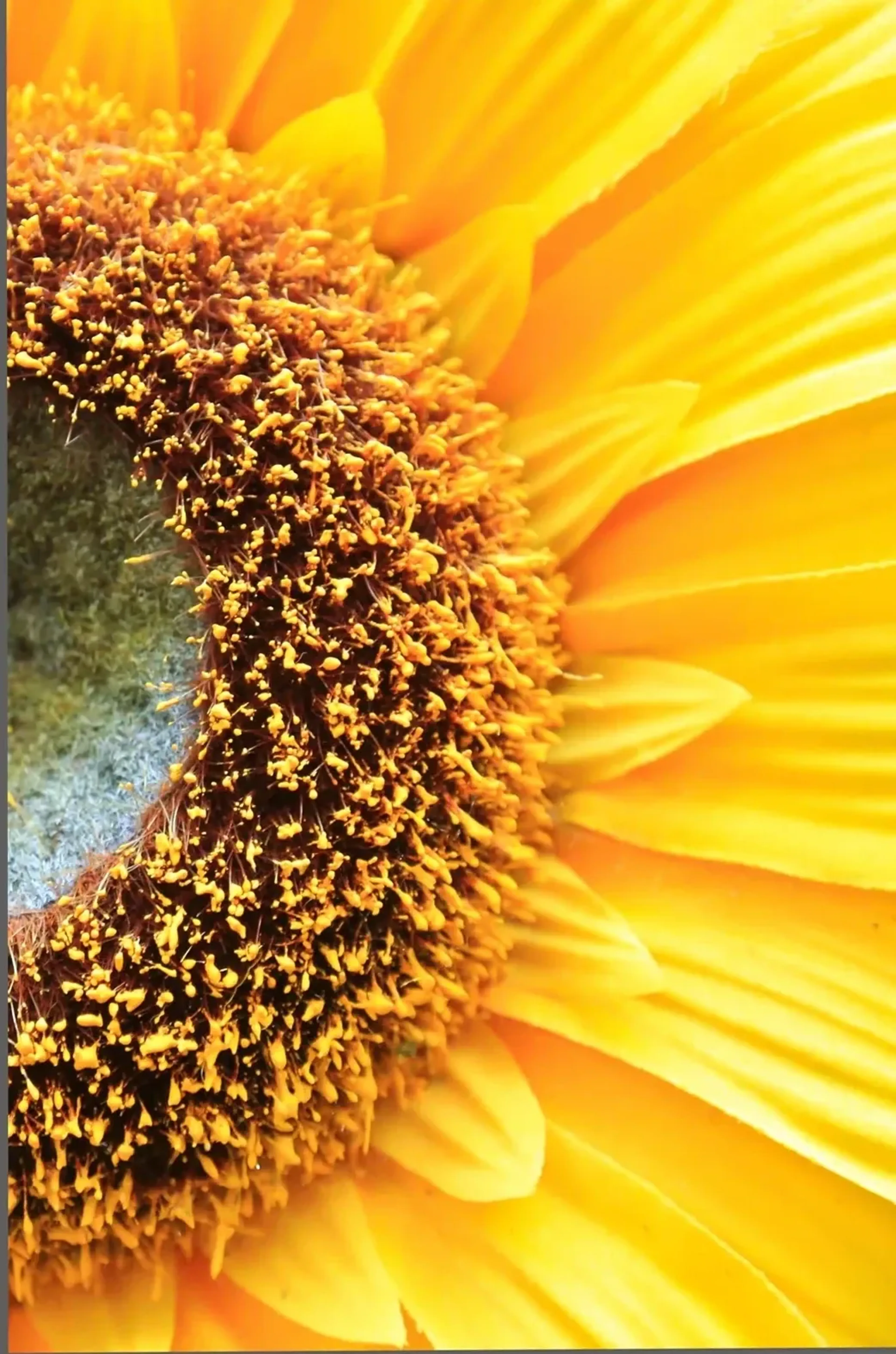 Nahaufnahme einer Sonnenblume mit dunkler Mitte links und leuchtend gelben Blütenblättern rechts.